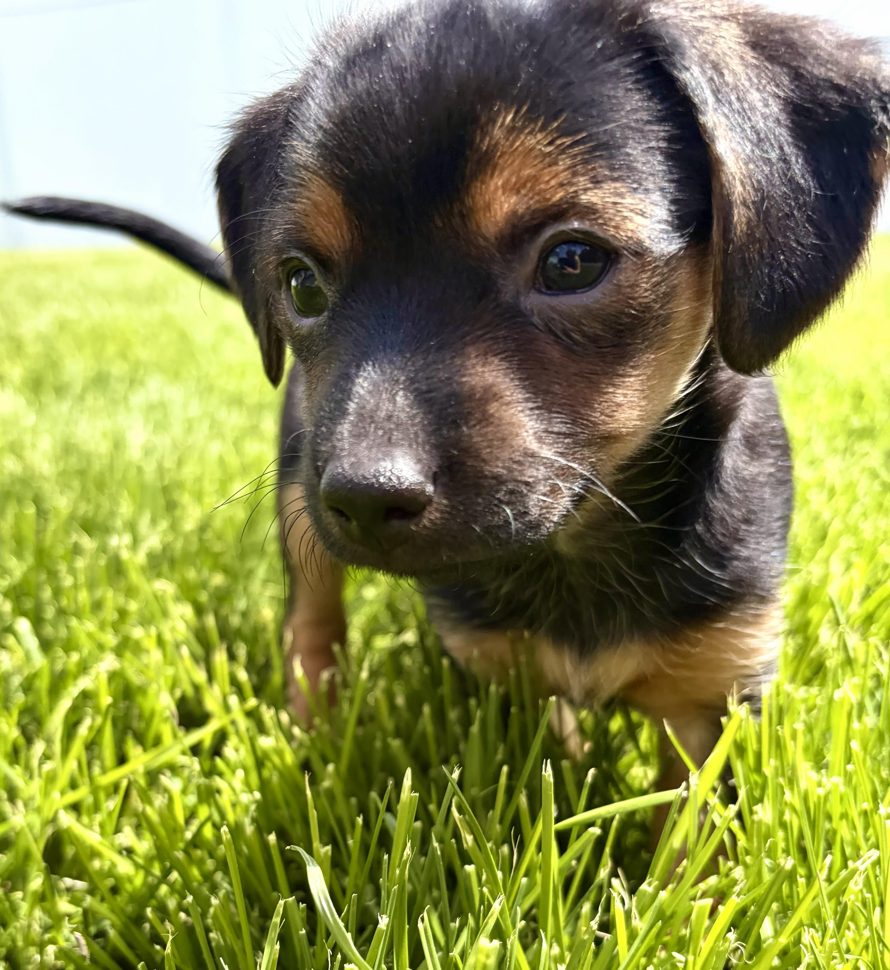 Enzo, a ADOPTABLE mixed breed in Union Gap, WA image 6/6
