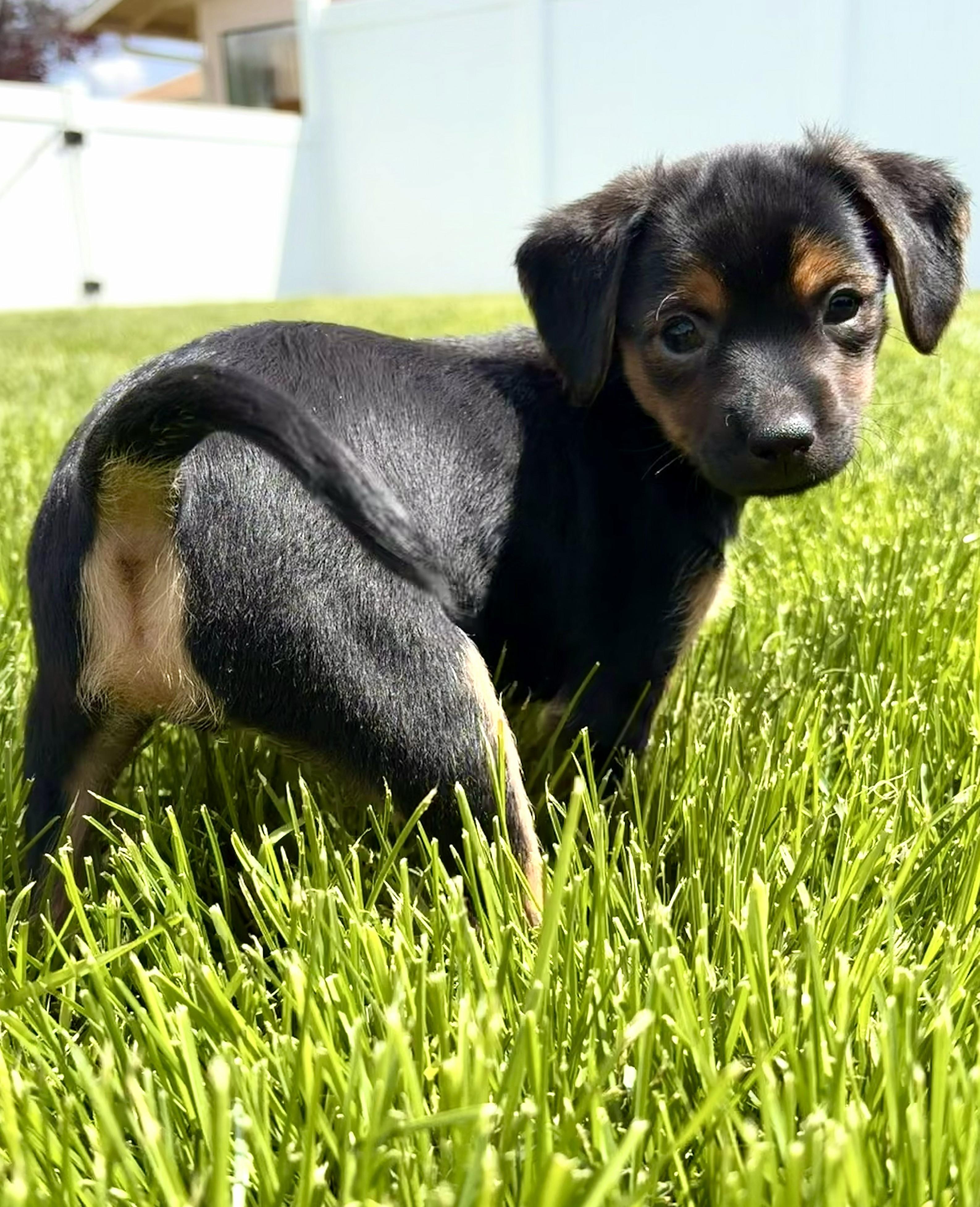 Enzo, a ADOPTABLE mixed breed in Union Gap, WA image 5/6