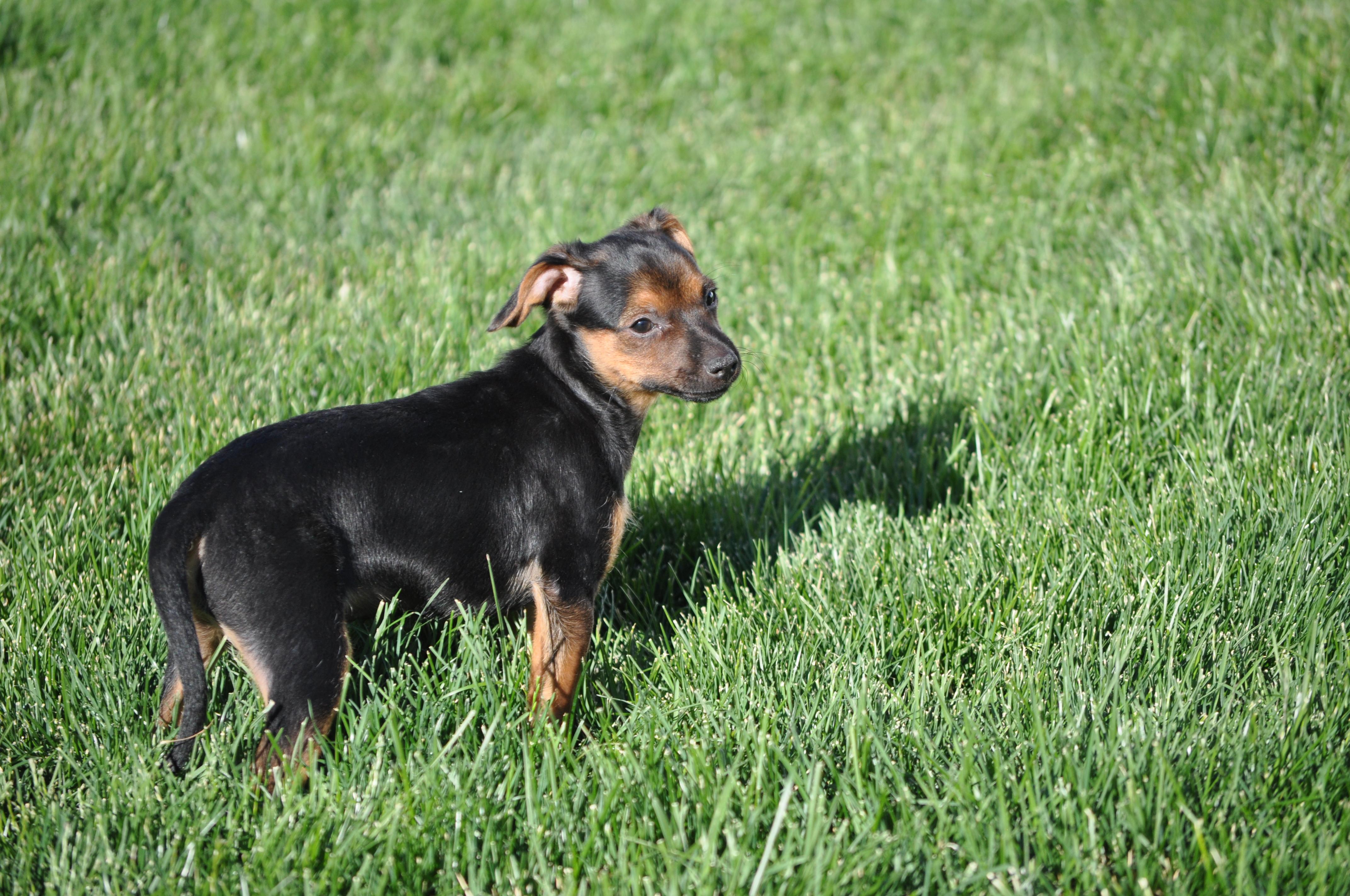 Enlarge Enzo, a ADOPTABLE mixed breed in Union Gap, WA image 3/6