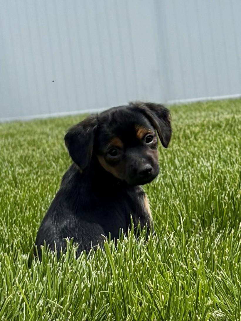 Enzo, ADOPTABLE, Puppy Male Chihuahua.