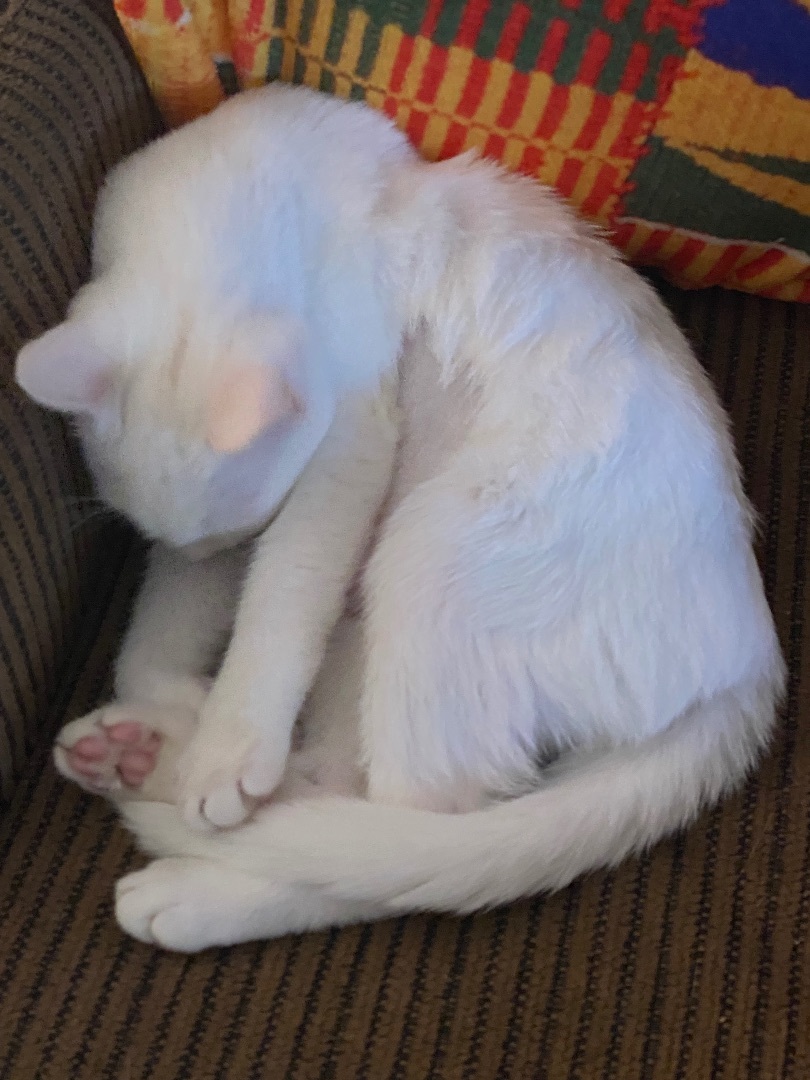 Rochelle and Brownie INDOOR ONLY , Adoptable, Kitten Female Domestic Short Hair.