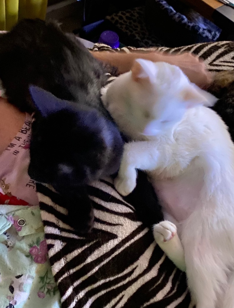 Rochelle and Brownie INDOOR ONLY — thumbnail 2