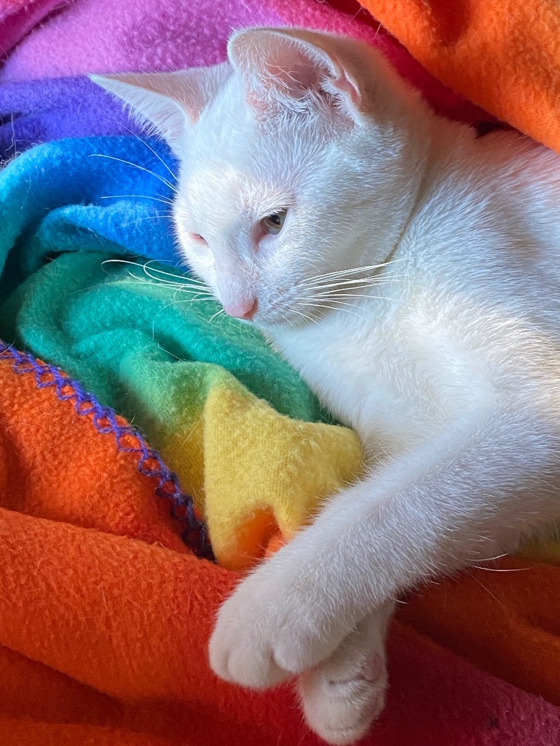 Rochelle and Brownie INDOOR ONLY — thumbnail 4