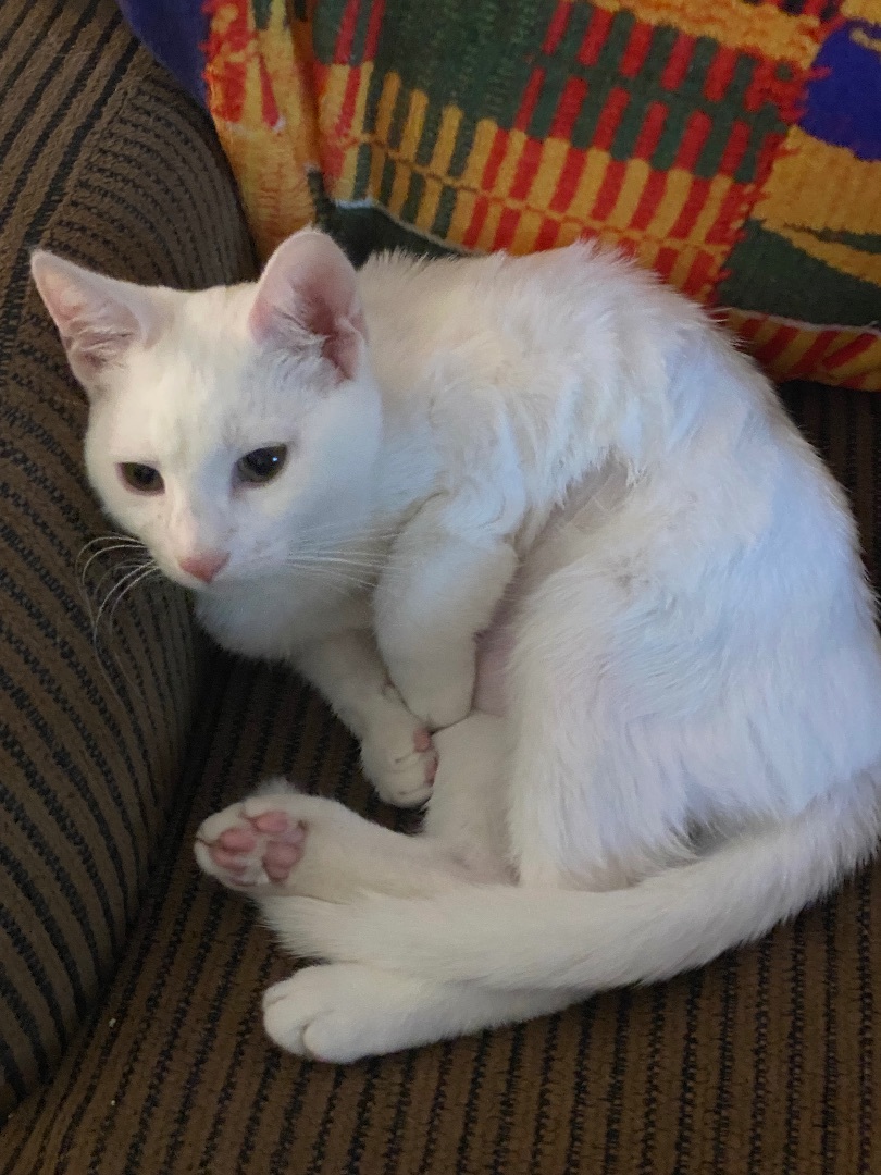 Rochelle and Brownie INDOOR ONLY , Adoptable, Kitten Female Domestic Short Hair.