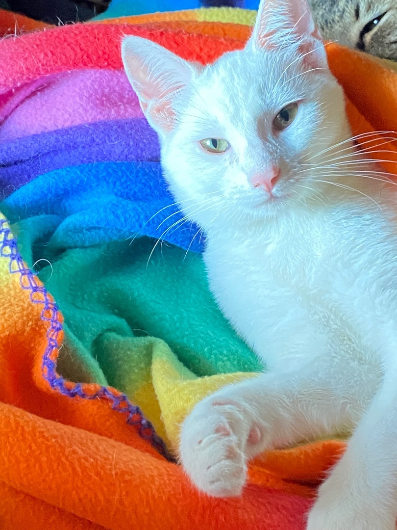 Rochelle and Brownie INDOOR ONLY — thumbnail 6