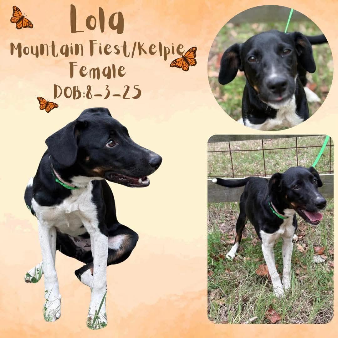Lola, Adoptable, Young Female Feist & Australian Kelpie.