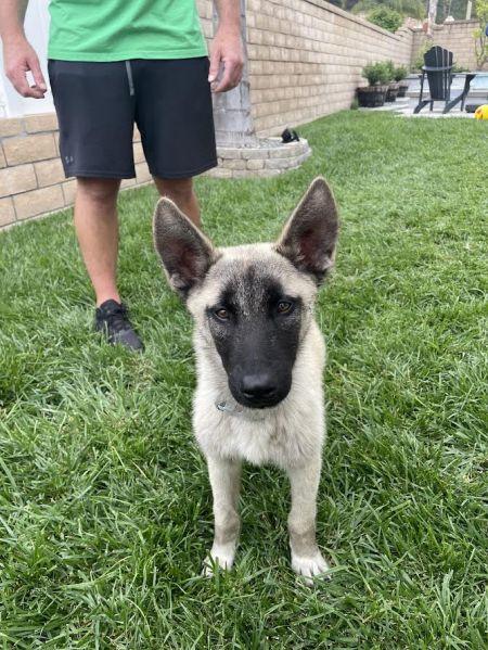 Bandit, Adoptable, Young Male German Shepherd Dog.