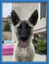 Enlarge Bandit, a Adoptable German Shepherd Dog in Irvine, CA image 2/3