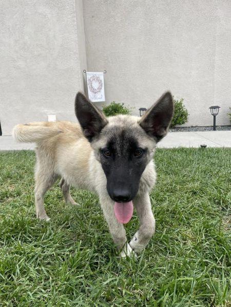 Enlarge Bandit, a Adoptable German Shepherd Dog in Irvine, CA image 3/3