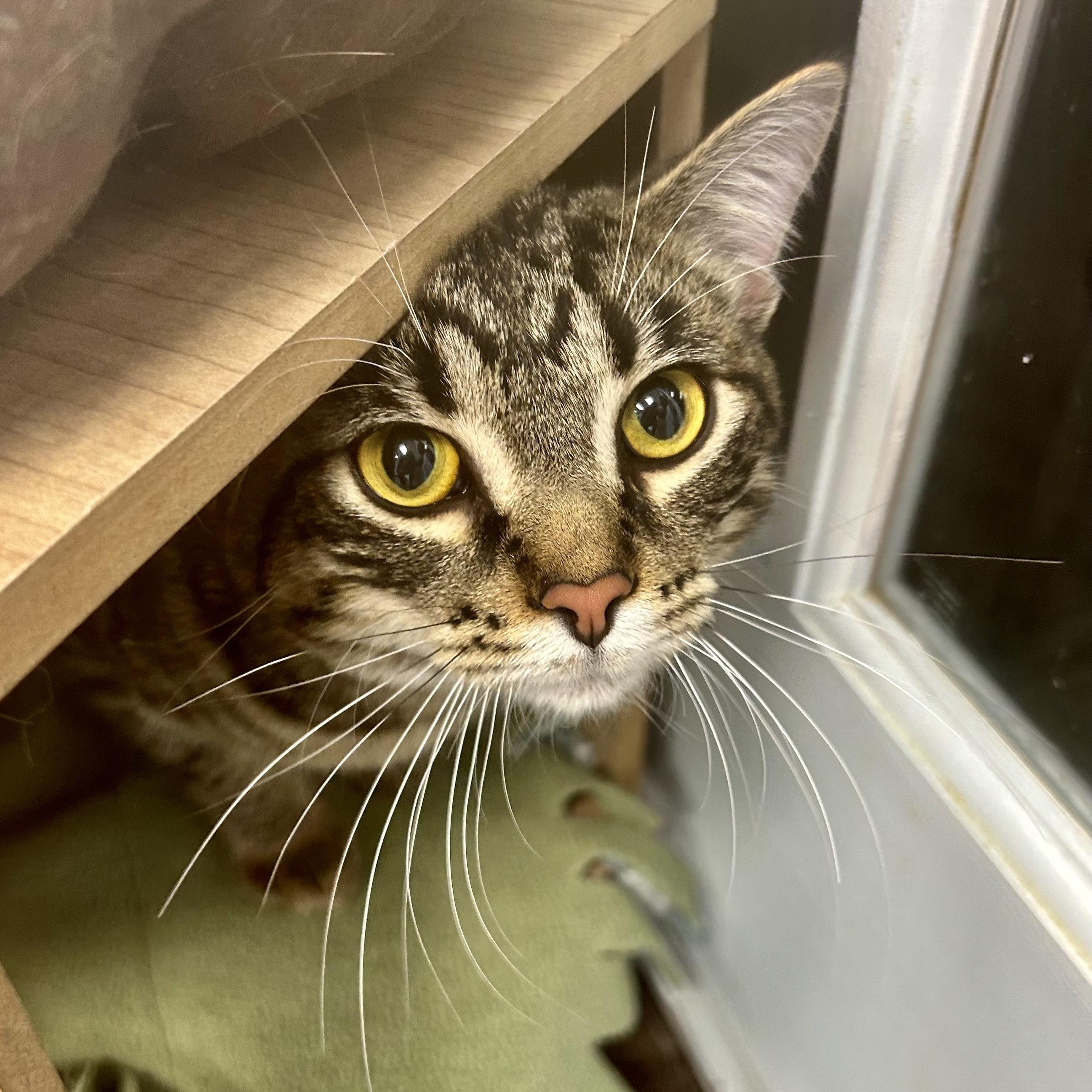 Enlarge Kingsley, an adopted Tabby in Grand Rapids, MI image 6/6