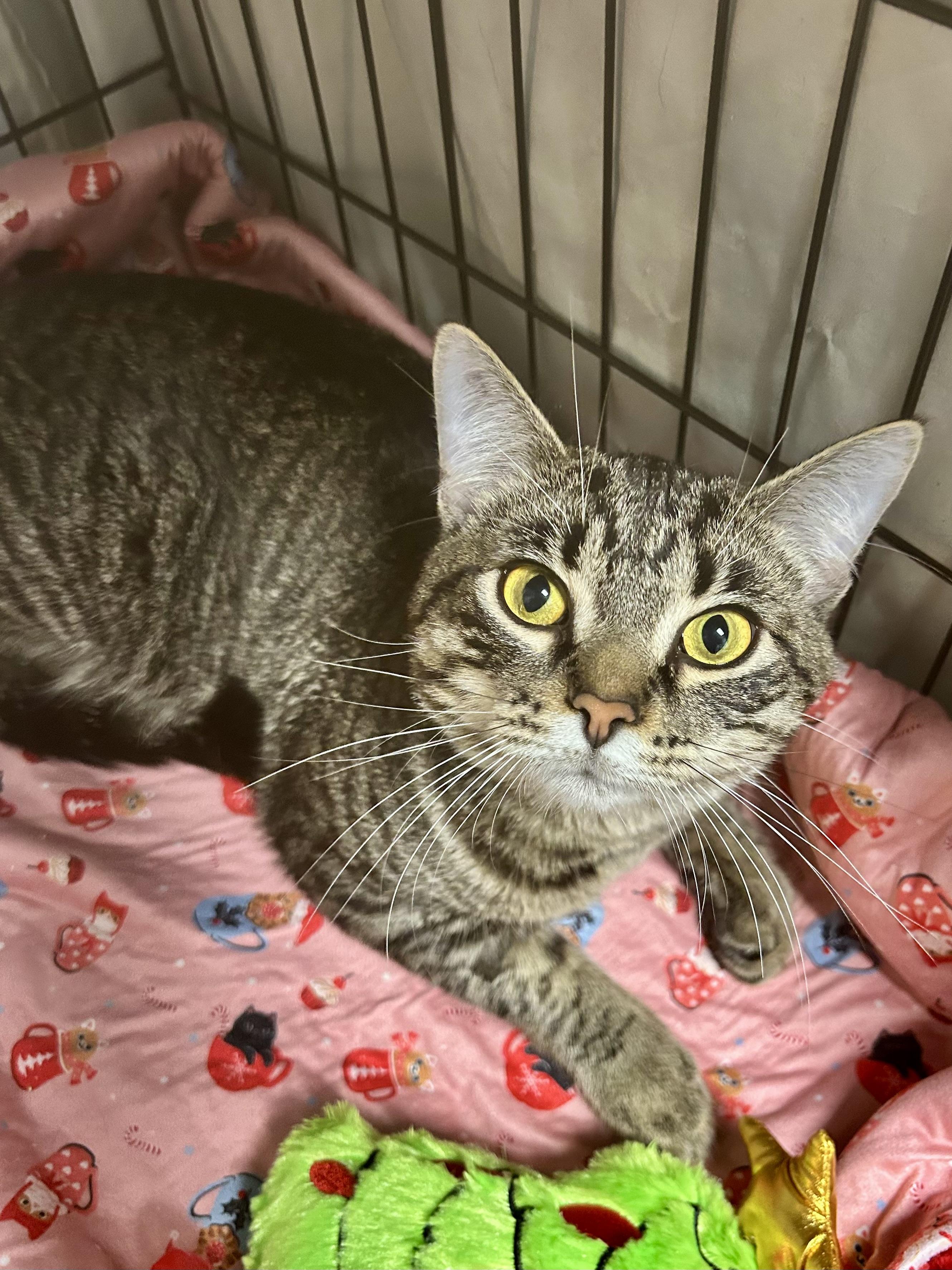 Enlarge Kingsley, an adopted Tabby in Grand Rapids, MI image 1/6