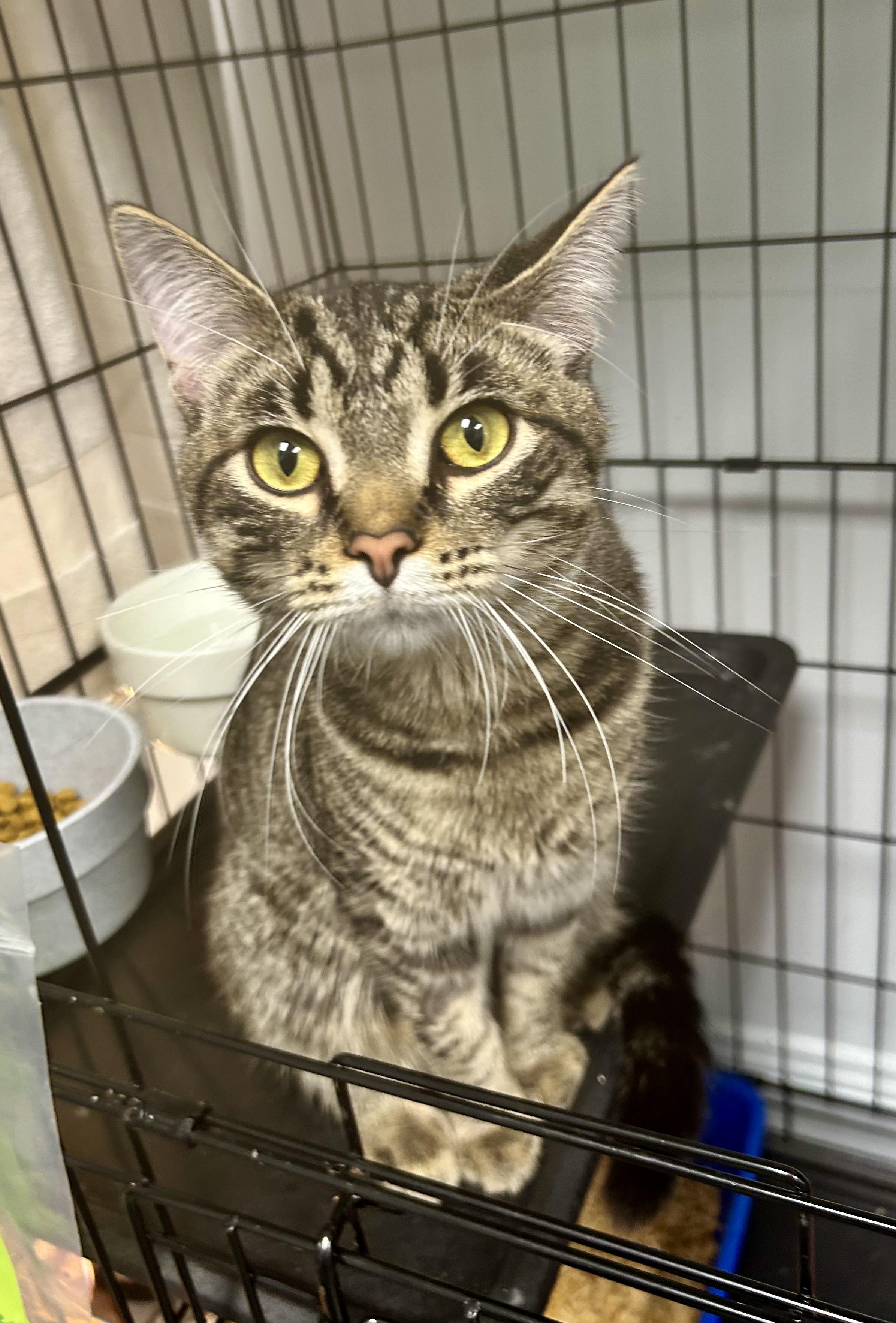 Enlarge Kingsley, an adopted Tabby in Grand Rapids, MI image 3/6