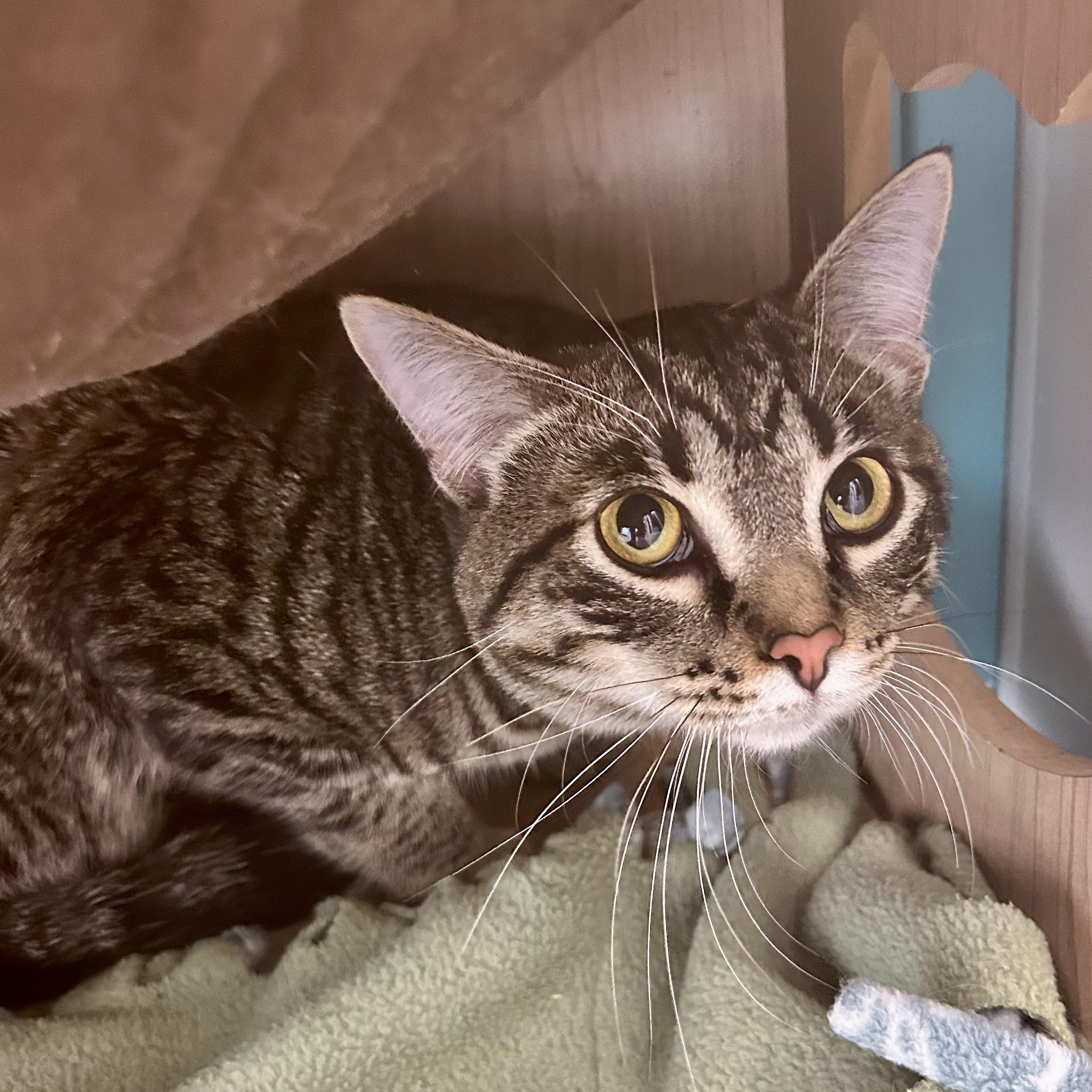 Enlarge Kingsley, an adopted Tabby in Grand Rapids, MI image 5/6