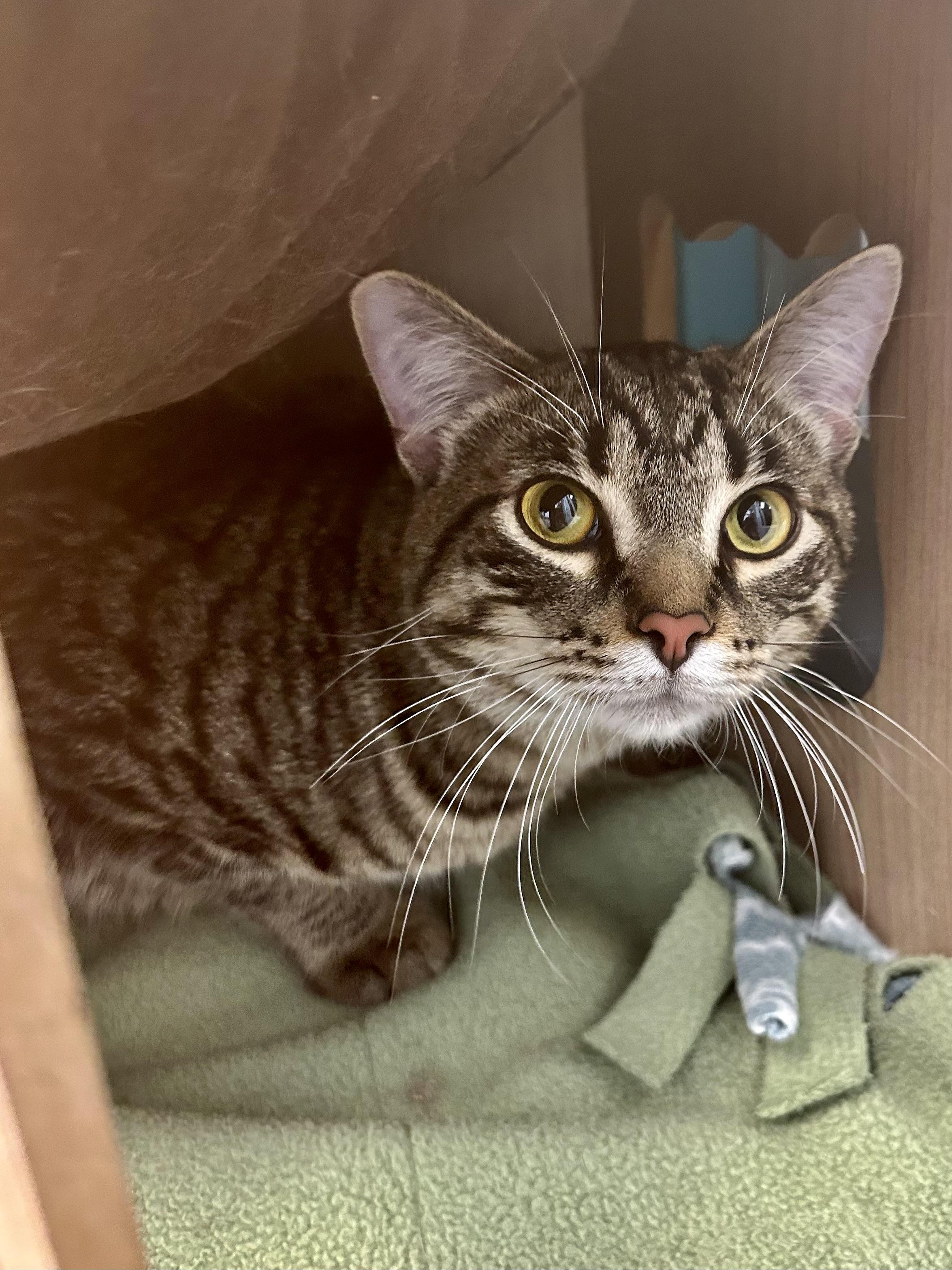 Enlarge Kingsley, an adopted Tabby in Grand Rapids, MI image 4/6