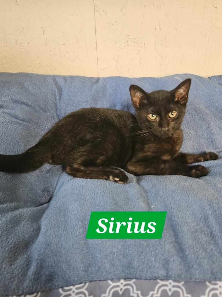 Sirius, Adoptable, Kitten Male Domestic Short Hair.