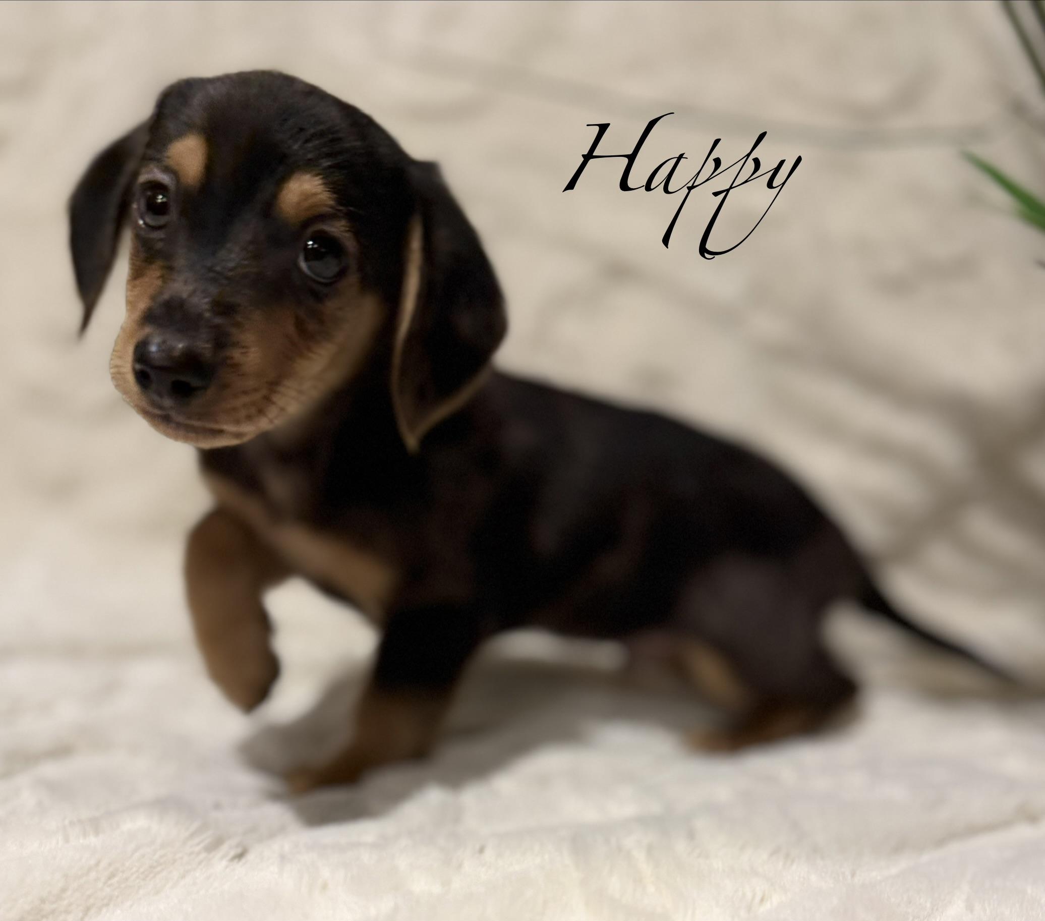 Enlarge Happy, an adopted mixed breed in Hales corners, WI image 1/4