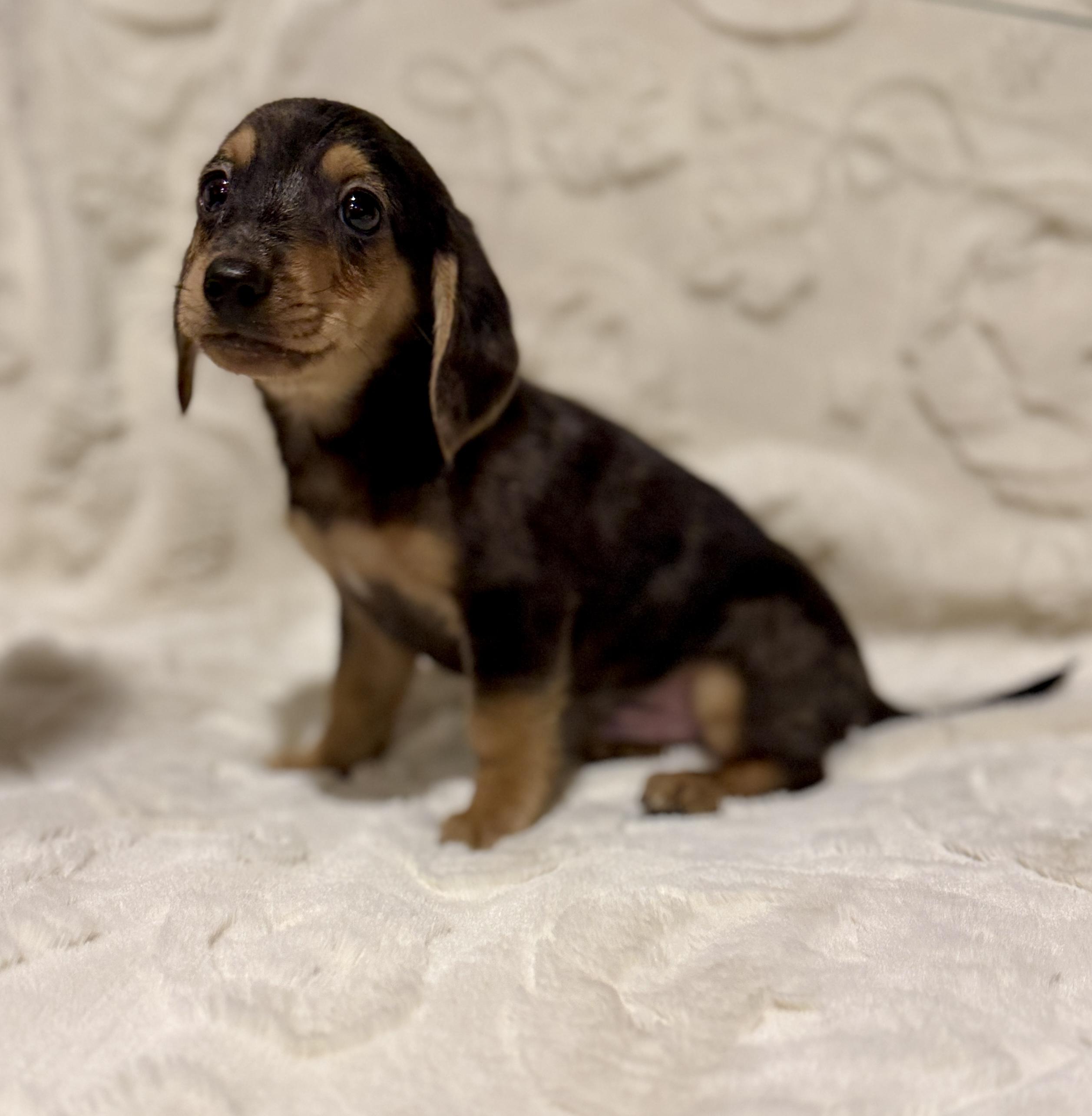 Enlarge Happy, an adopted mixed breed in Hales corners, WI image 3/4