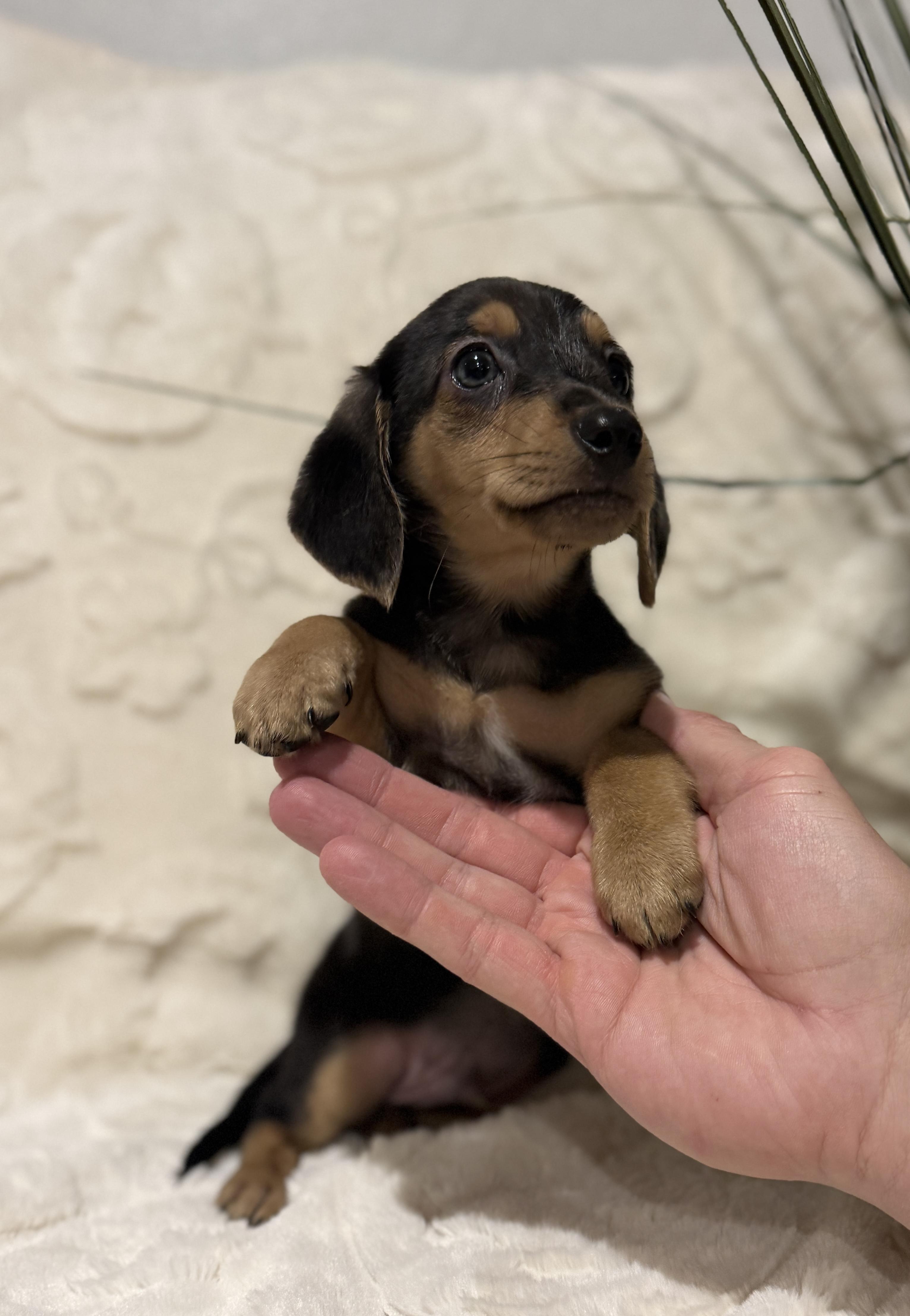 Enlarge Happy, an adopted mixed breed in Hales corners, WI image 4/4