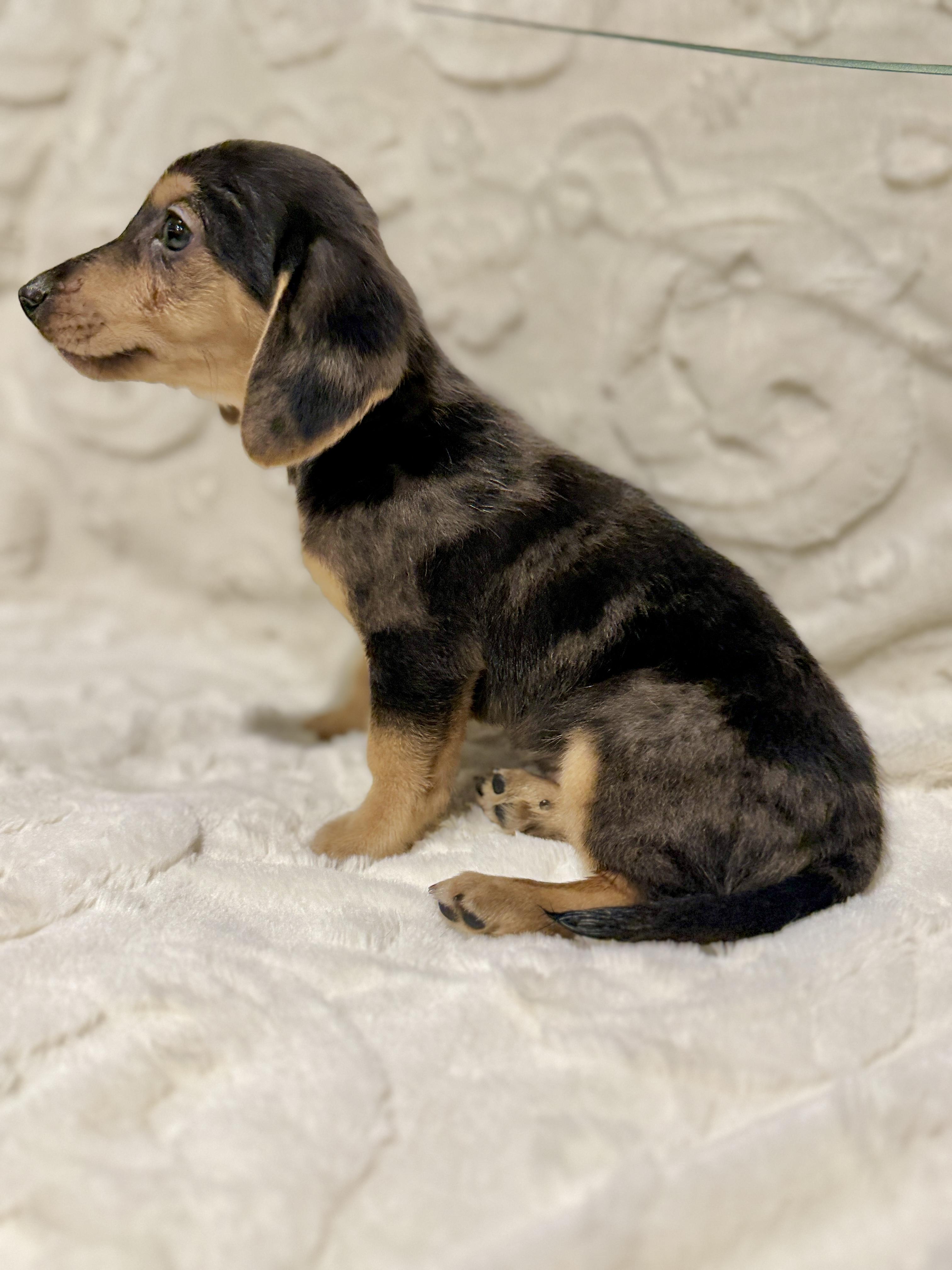 Enlarge Happy, an adopted mixed breed in Hales corners, WI image 2/4