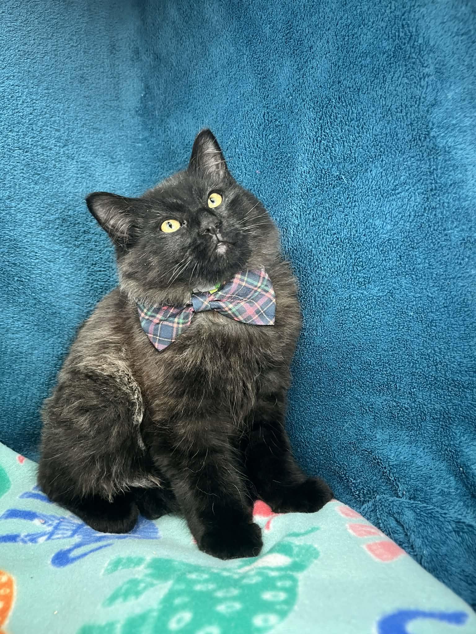 Devlin, ADOPTABLE, Kitten Male Norwegian Forest Cat & Domestic Long Hair.