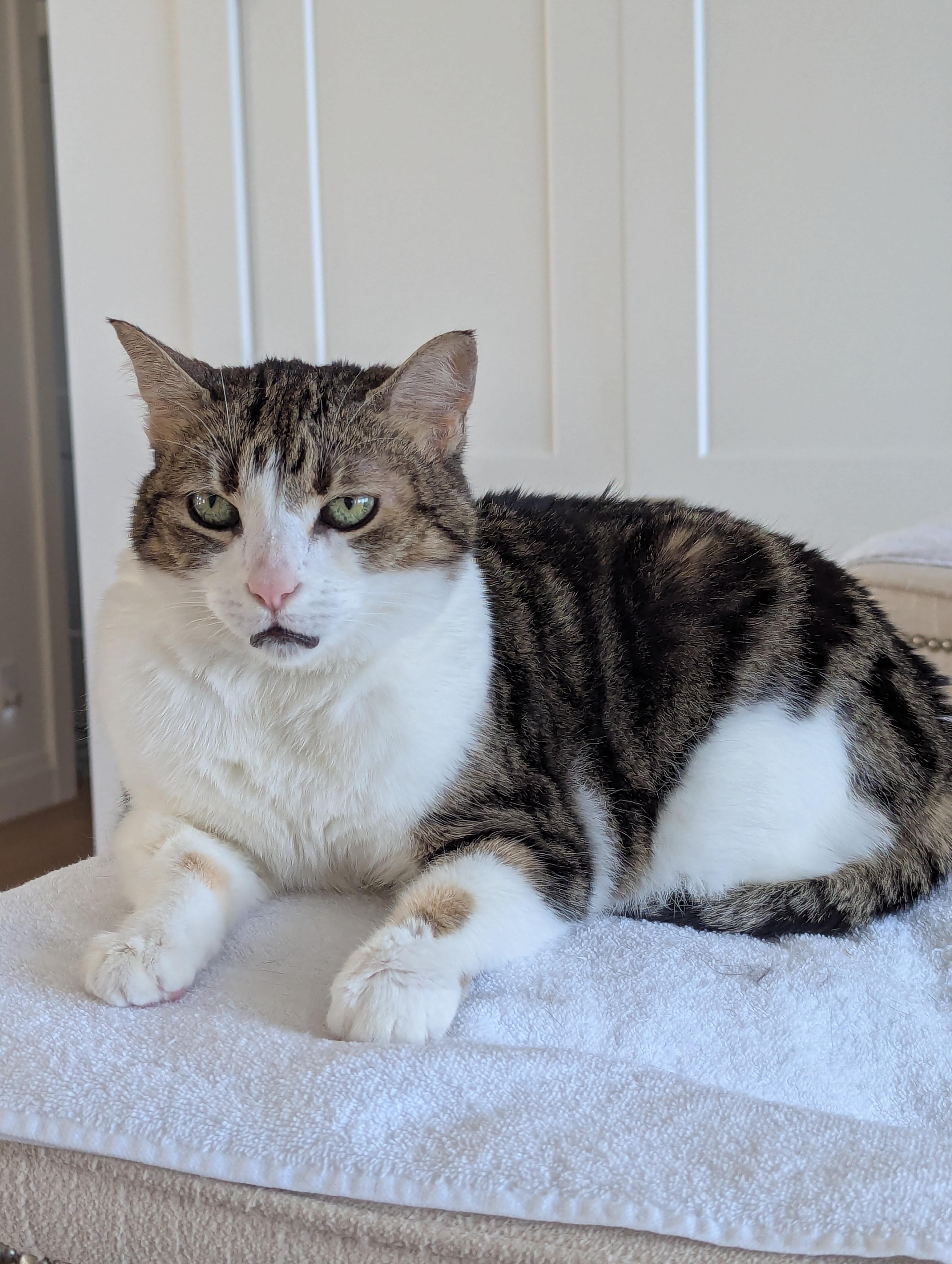 Sally - Adopt a Senior Kitty, a ADOPTABLE mixed breed in Nanaimo, BC image 3/6