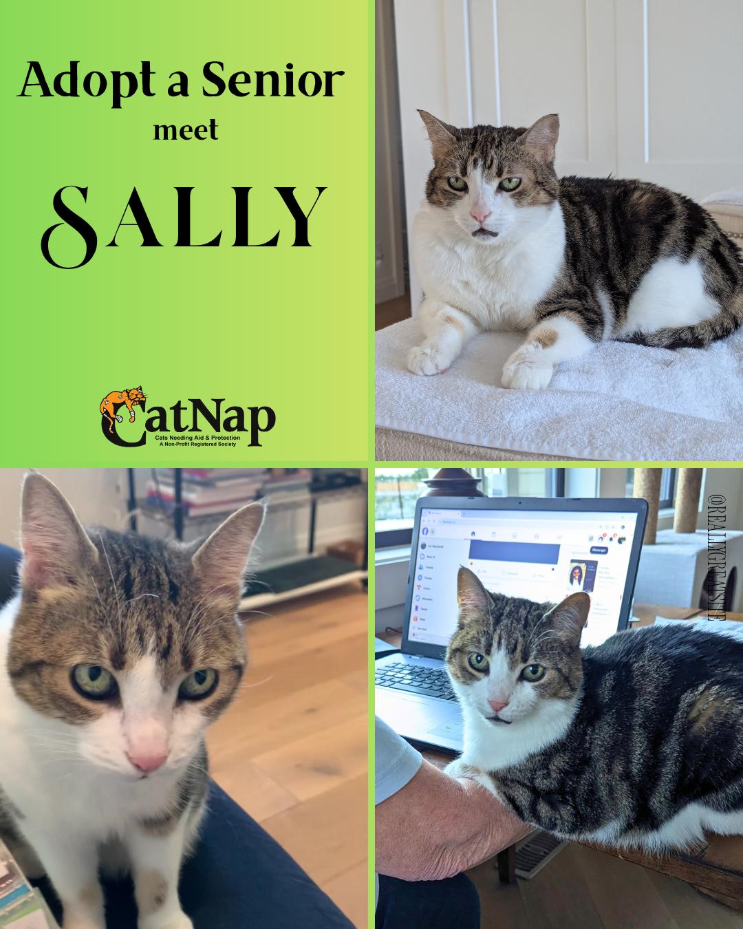 Sally - Adopt a Senior Kitty, ADOPTABLE, Senior Female Domestic Short Hair.