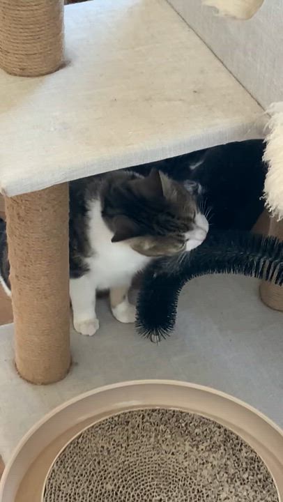 Enlarge Sally - Adopt a Senior Kitty, a ADOPTABLE mixed breed in Nanaimo, BC video 2/6