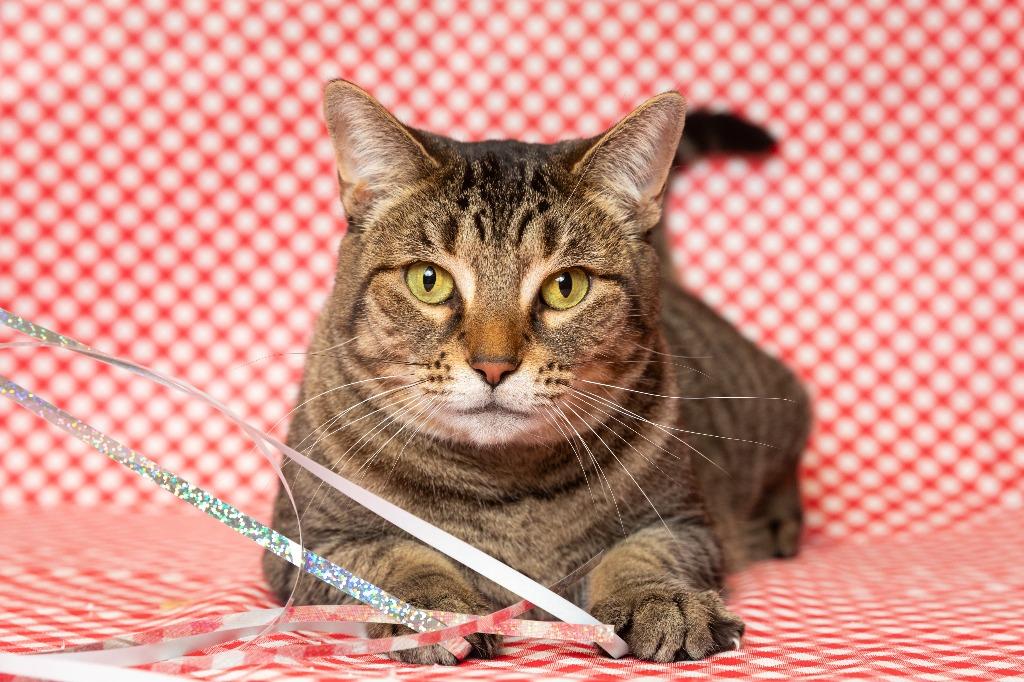 LATTE, Adoptable, Young Female Domestic Short Hair.