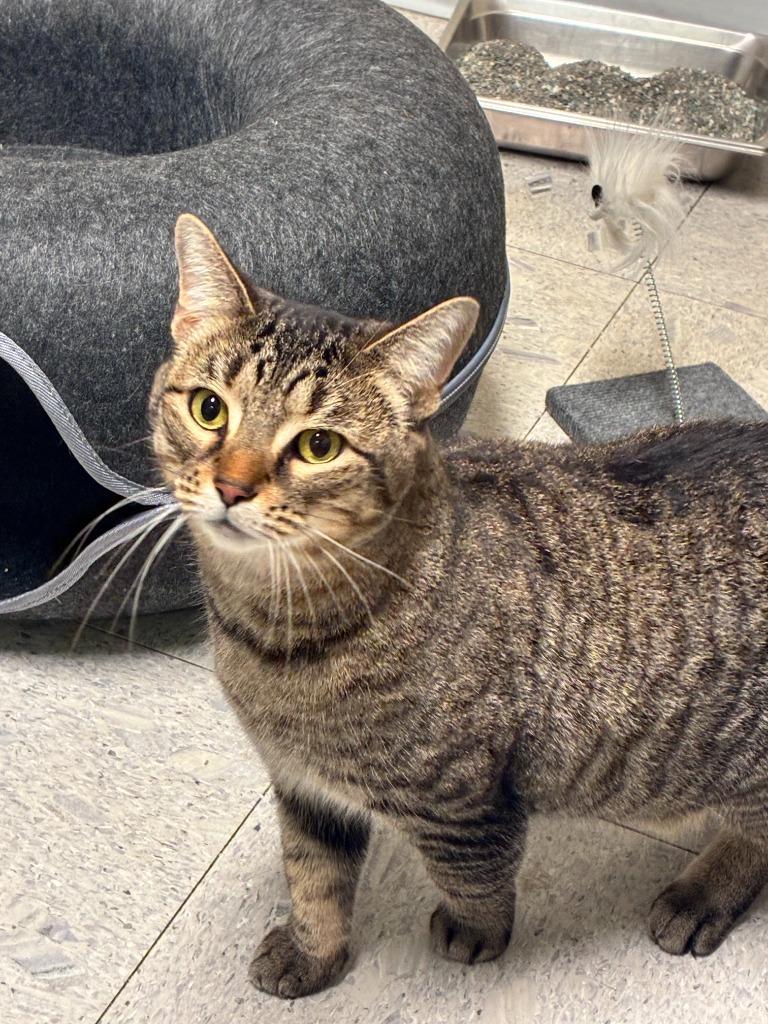 LATTE, a Adoptable mixed breed in Sandusky, OH image 2/3