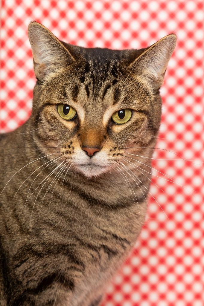LATTE, a Adoptable mixed breed in Sandusky, OH image 3/3