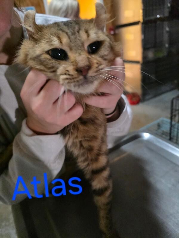 Atlas