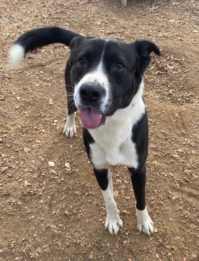 Ozzy, Adoptable, Adult Male Canaan Dog & Mixed Breed.