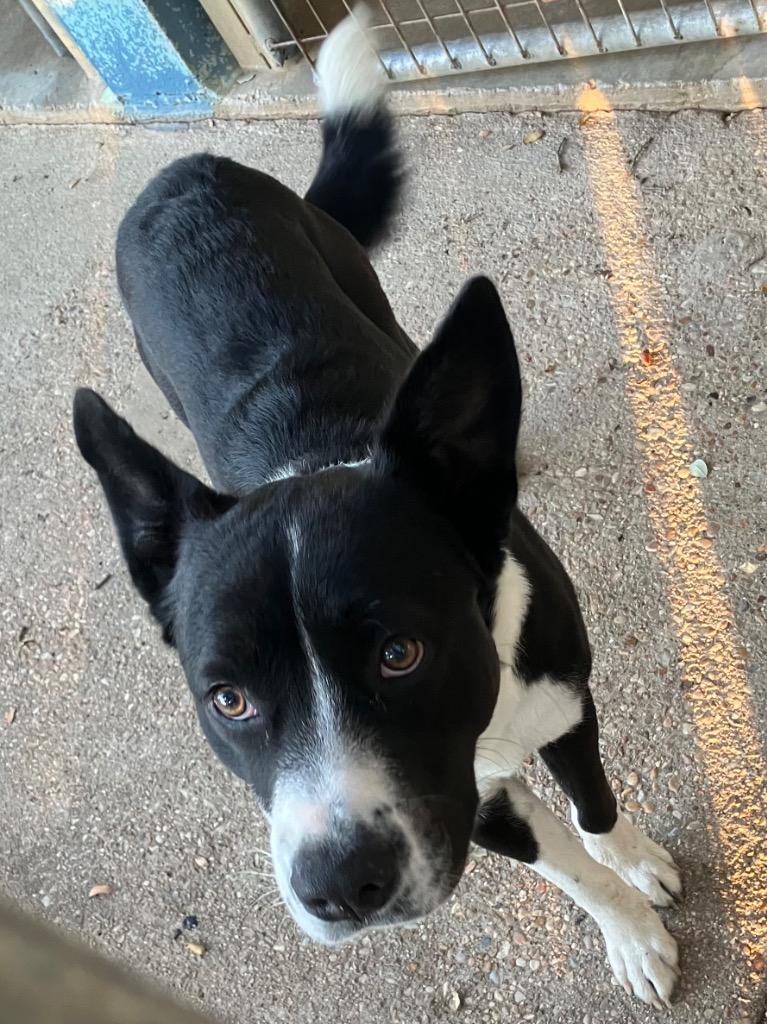 Enlarge Ozzy, a Adoptable mixed breed in Lockhart, TX image 3/4