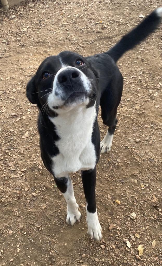 Enlarge Ozzy, a Adoptable mixed breed in Lockhart, TX image 4/4