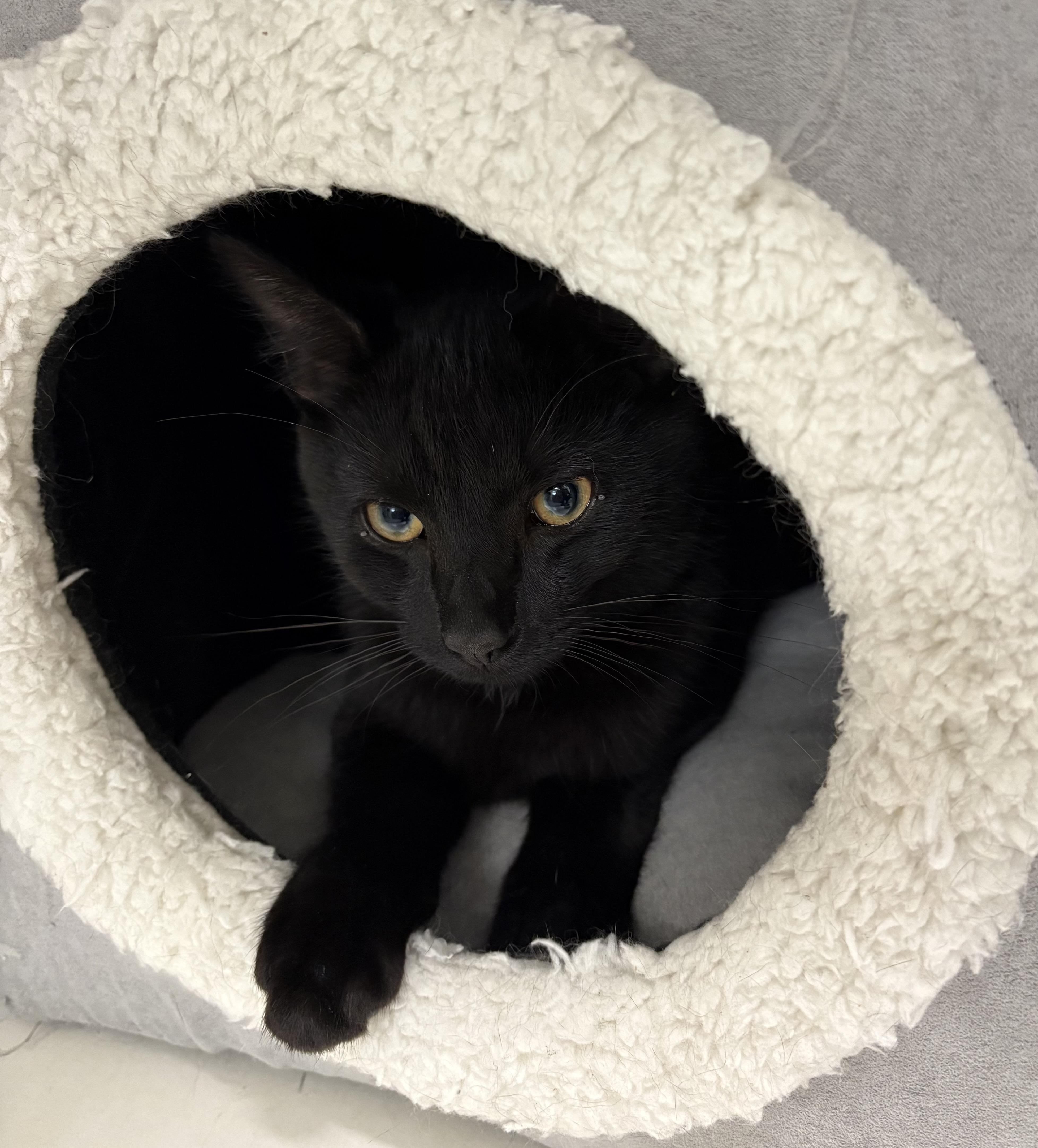 Toothless, adopted, Young Male Domestic Short Hair.