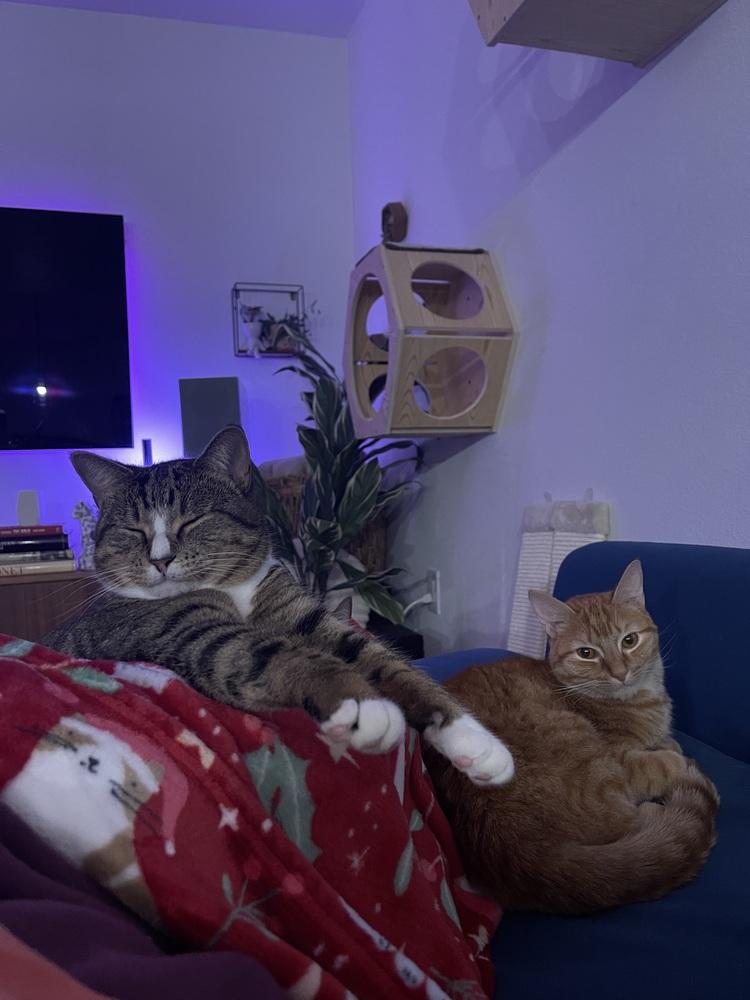 Enlarge Miki, a Adoptable mixed breed in Dallas, TX image 2/6