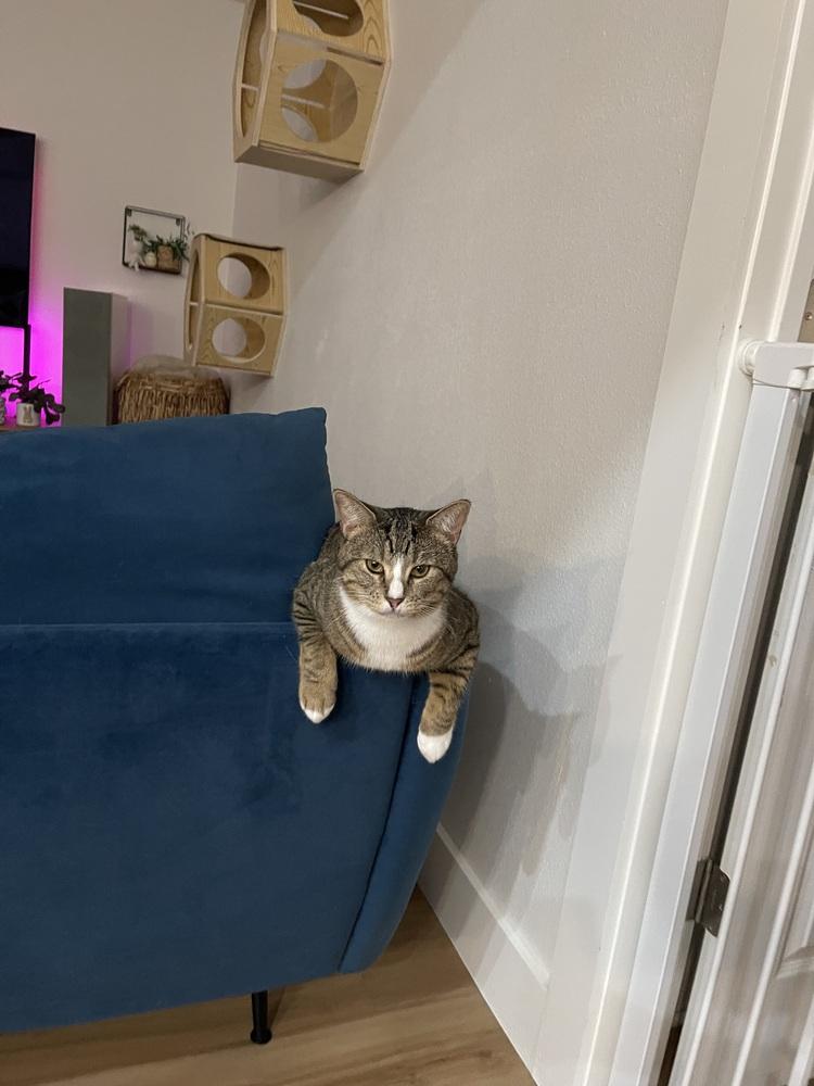 Enlarge Miki, a Adoptable mixed breed in Dallas, TX image 3/6