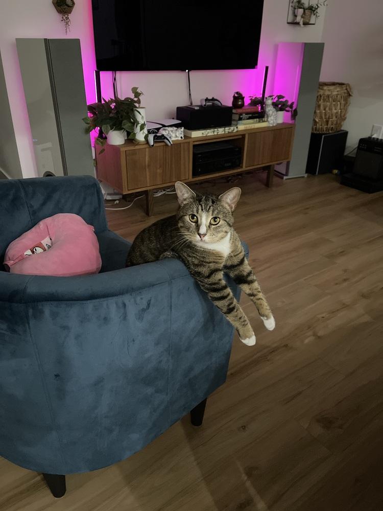 Enlarge Miki, a Adoptable mixed breed in Dallas, TX image 4/6