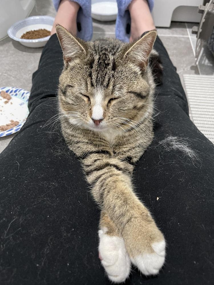 Enlarge Miki, a Adoptable mixed breed in Dallas, TX image 5/6