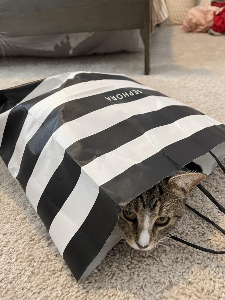 Enlarge Miki, a Adoptable mixed breed in Dallas, TX image 6/6