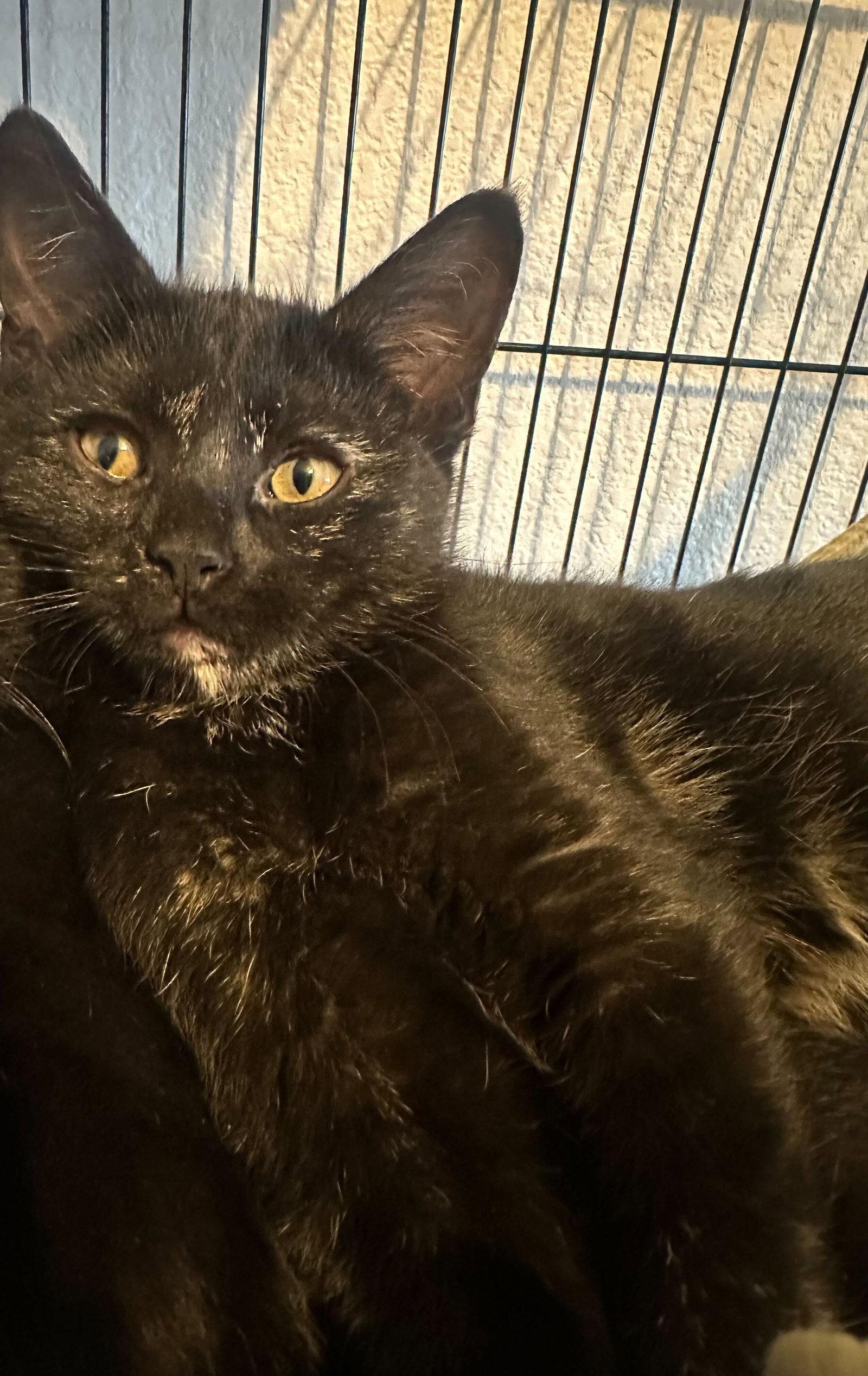 Lilibo, Adoptable, Kitten Female Domestic Short Hair.