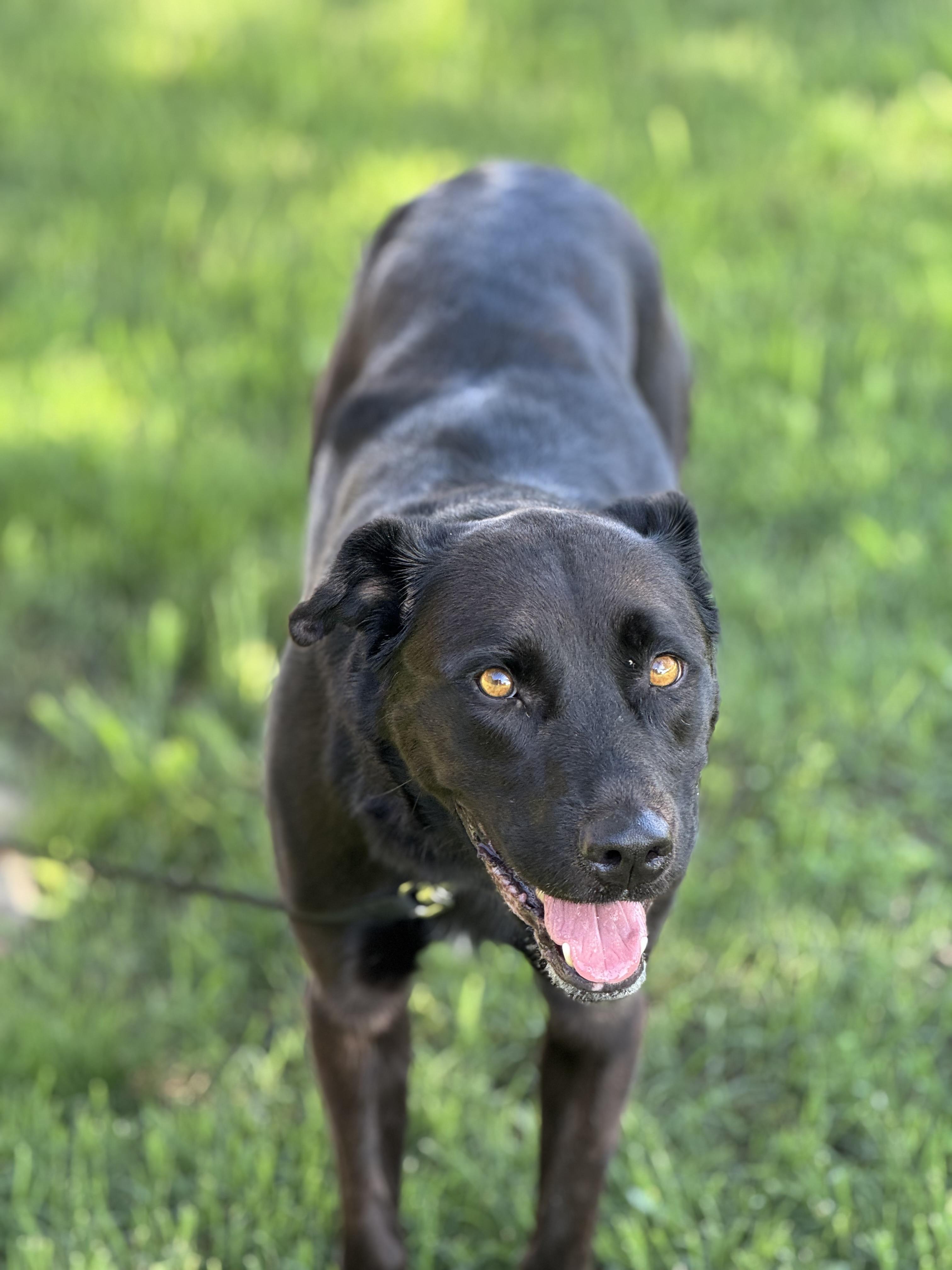 Nova (formerly Paris), an adoptable mixed breed in Mount Juliet, TN image 5/6