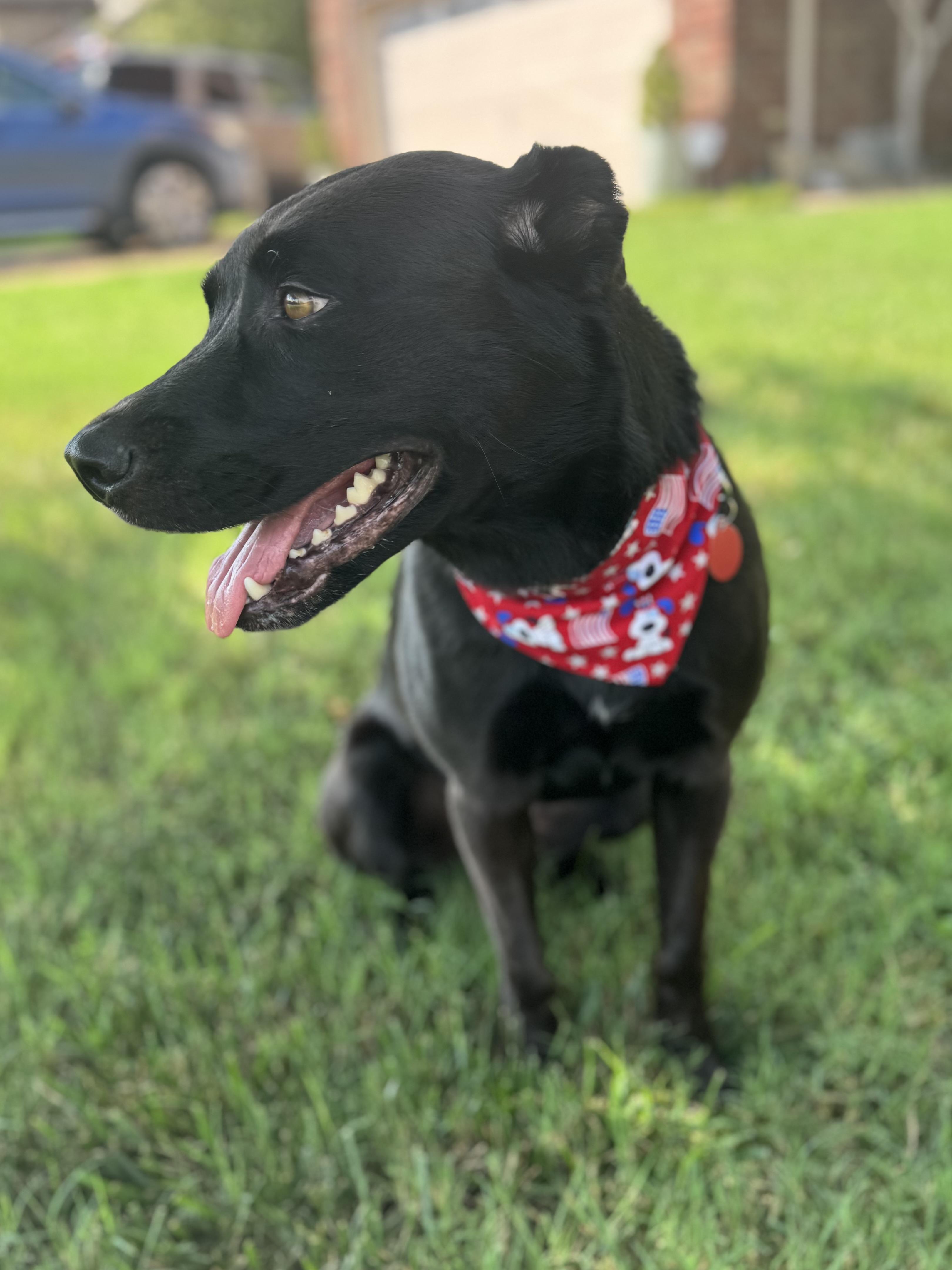 Nova (formerly Paris), an adoptable mixed breed in Mount Juliet, TN image 6/6