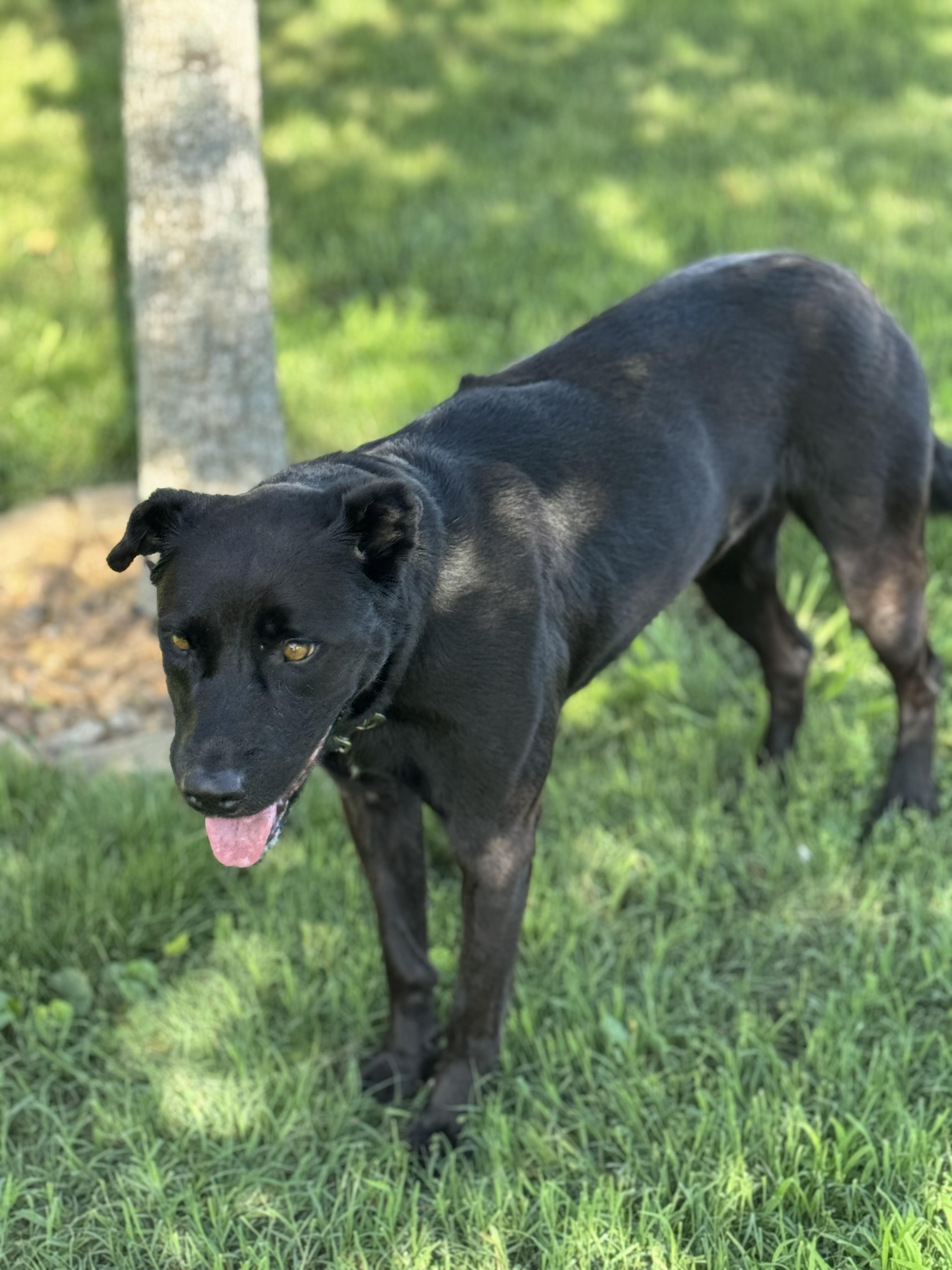 Nova (formerly Paris), an adoptable mixed breed in Mount Juliet, TN image 4/6
