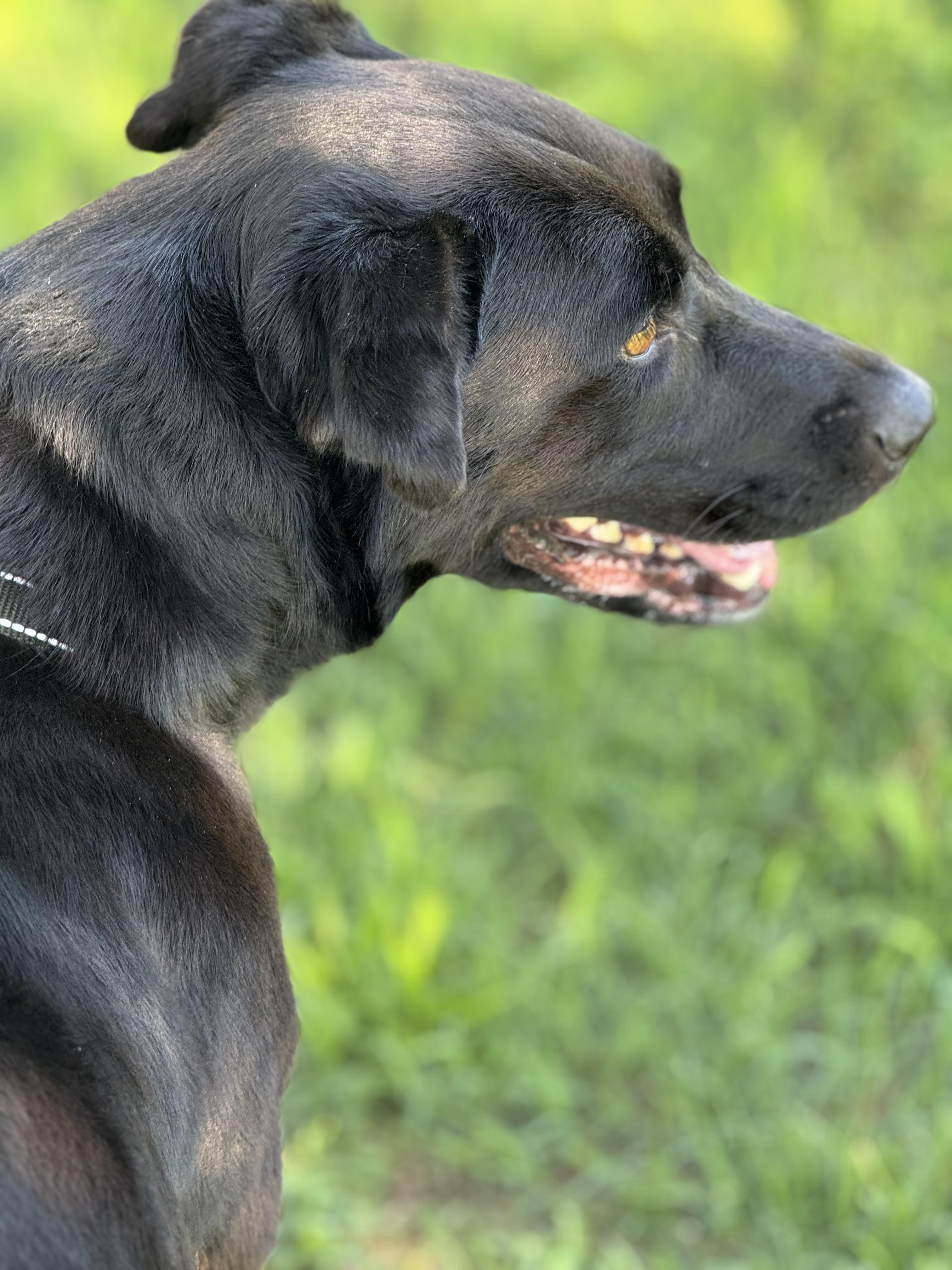 Nova (formerly Paris), an adoptable mixed breed in Mount Juliet, TN image 6/6