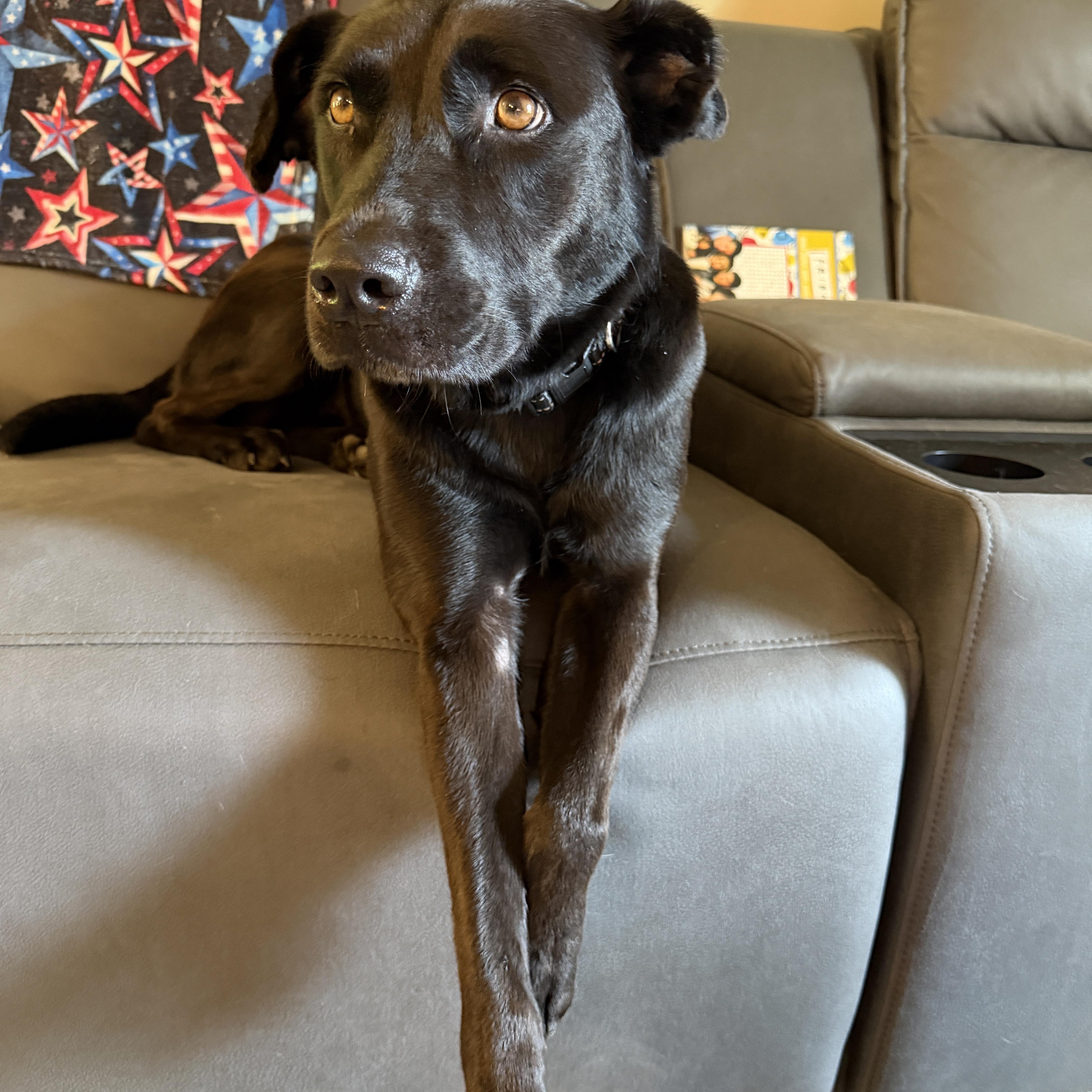 Nova (formerly Paris), an adoptable mixed breed in Mount Juliet, TN image 1/6