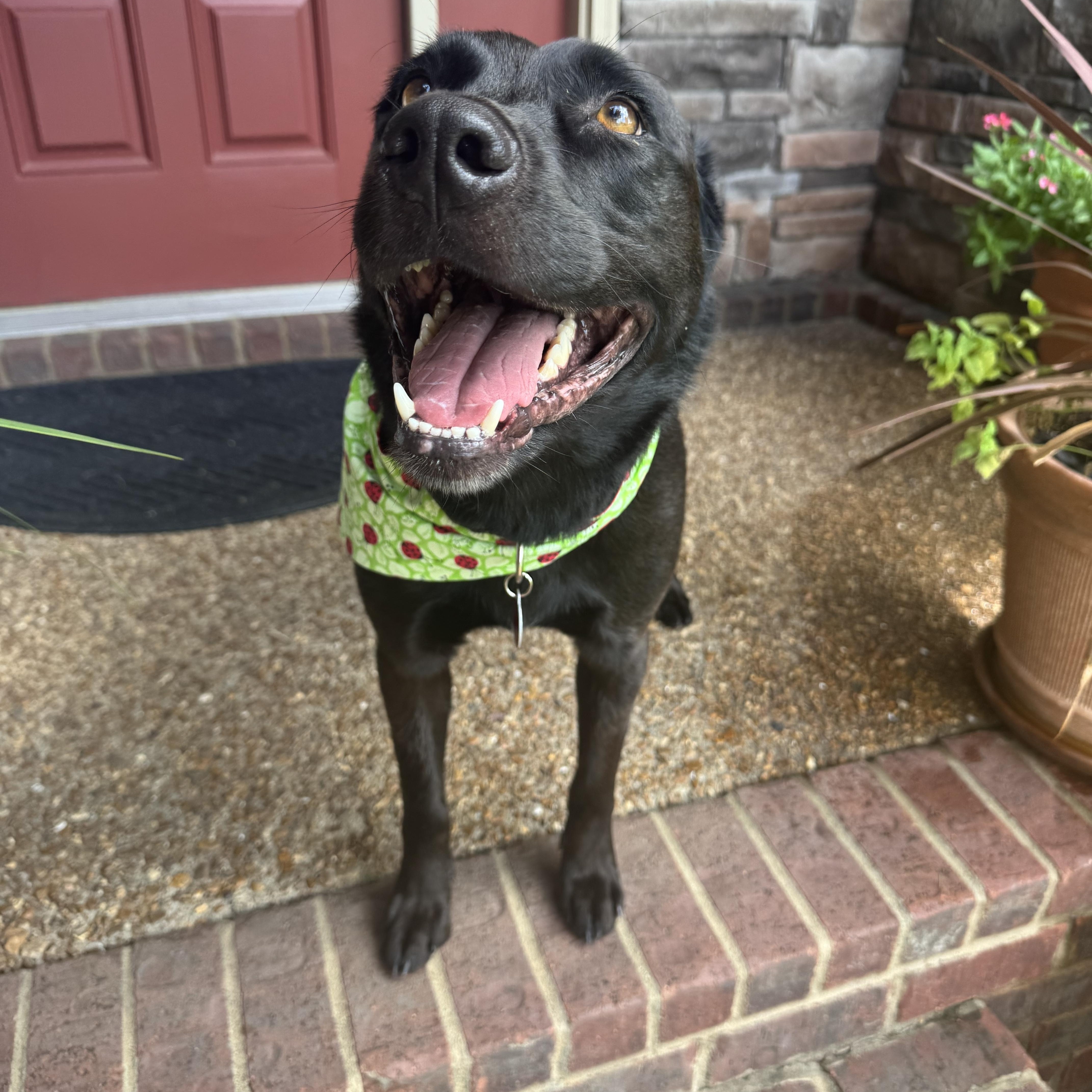 Nova (formerly Paris), an adoptable mixed breed in Mount Juliet, TN image 5/6