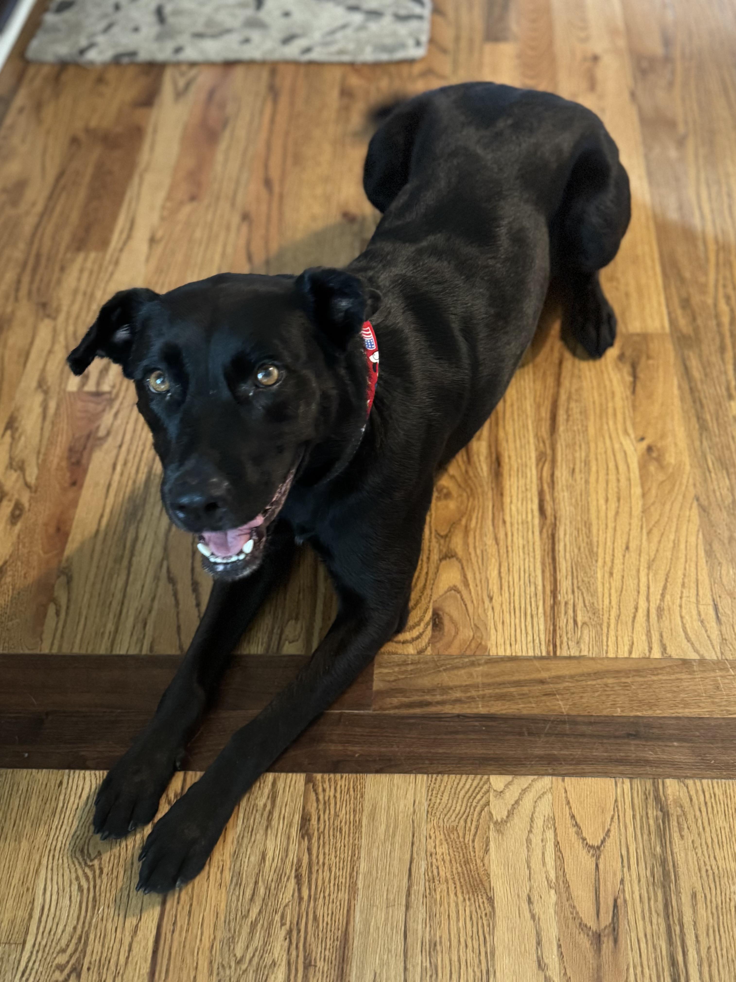 Nova, adoptable, Adult Female Black Labrador Retriever & Irish Setter.