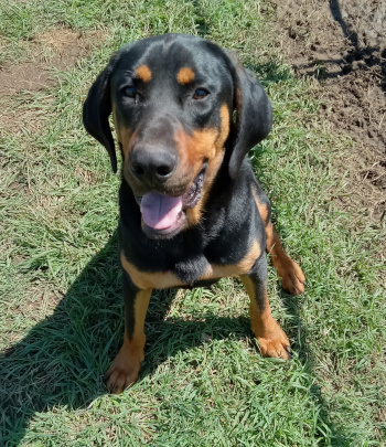 Enlarge Dozer, a Adoptable mixed breed in Seguin, TX image 1/1