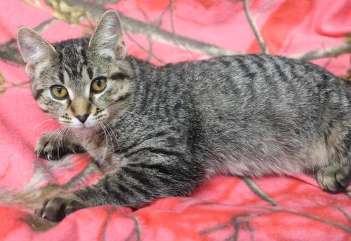 Enlarge Choppie, a Adoptable mixed breed in Thief River Falls, MN image 1/1